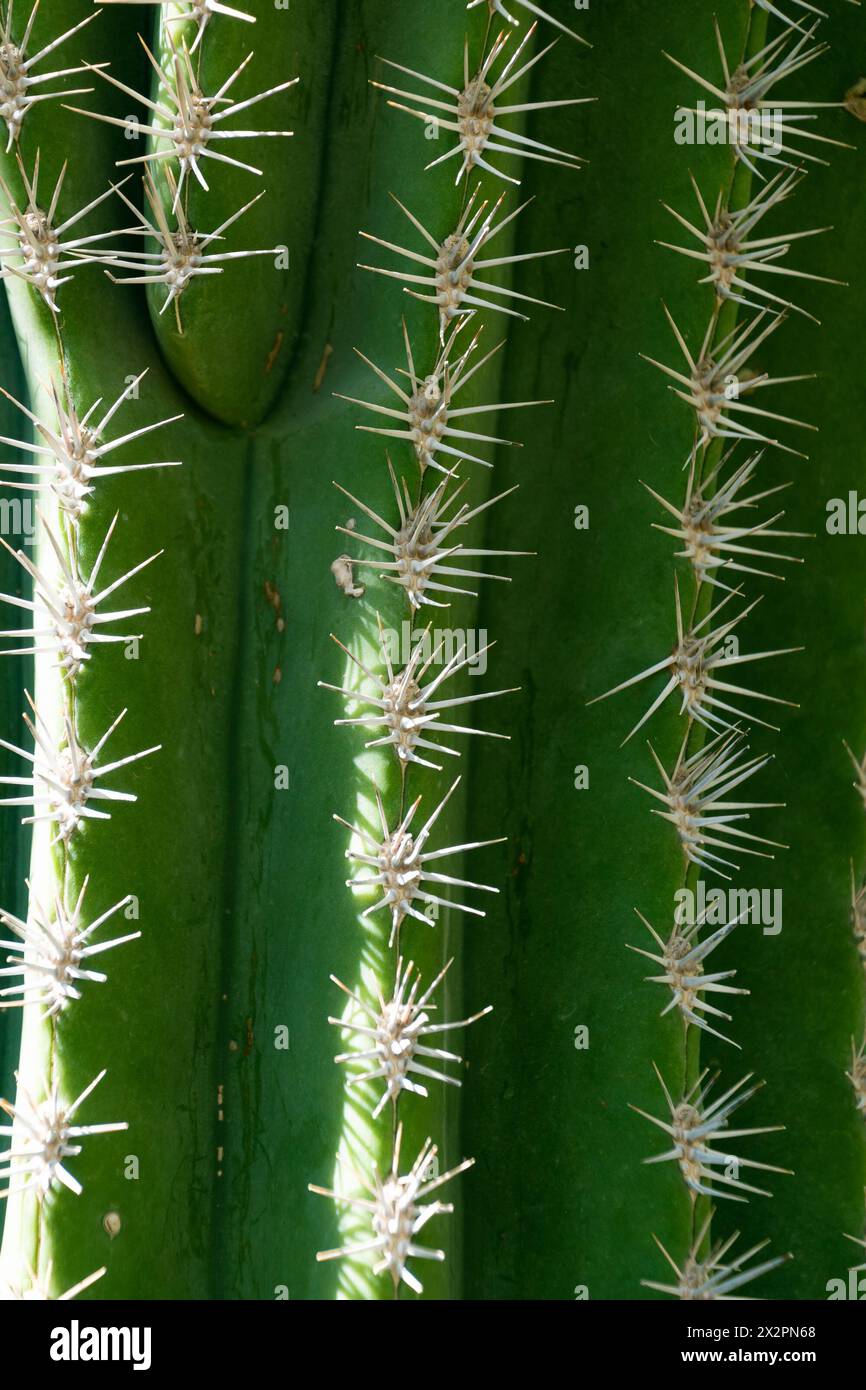 Kakteen, Nahaufnahme. Natürlicher grüner Hintergrund mit Dornen. Pachycereus pringlei. Mexikanischer riesenkartoffel, Elefantenkaktus. Stockfoto