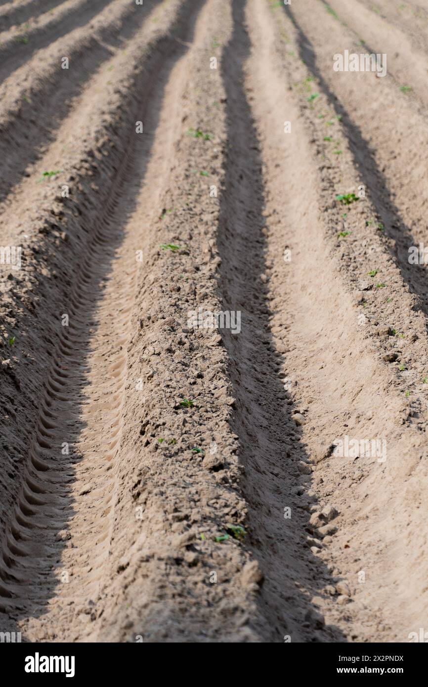 Irdische Furchen im Feld. Gepflügtes Feld. Landwirtschaft. Vorbereitung des Bodens für das Anpflanzen von Erntegut. Stockfoto