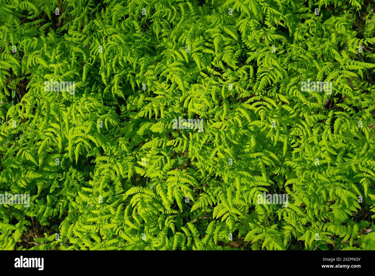 Grüner natürlicher Grashintergrund. Gymnocarpium dryopteris, das westliche Eichenfarn, gemeiner Eichenfarn, Eichenfarn, nördlicher Eichenfarn. Stockfoto