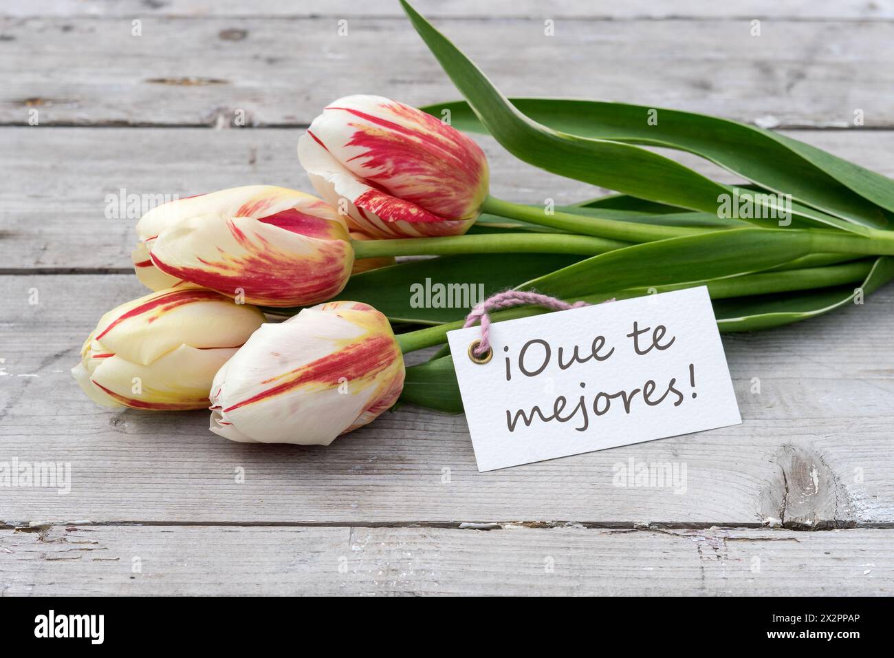 Grußkarte mit roten, gelben und weißen Tulpen und spanischem Text: Get Well Stockfoto