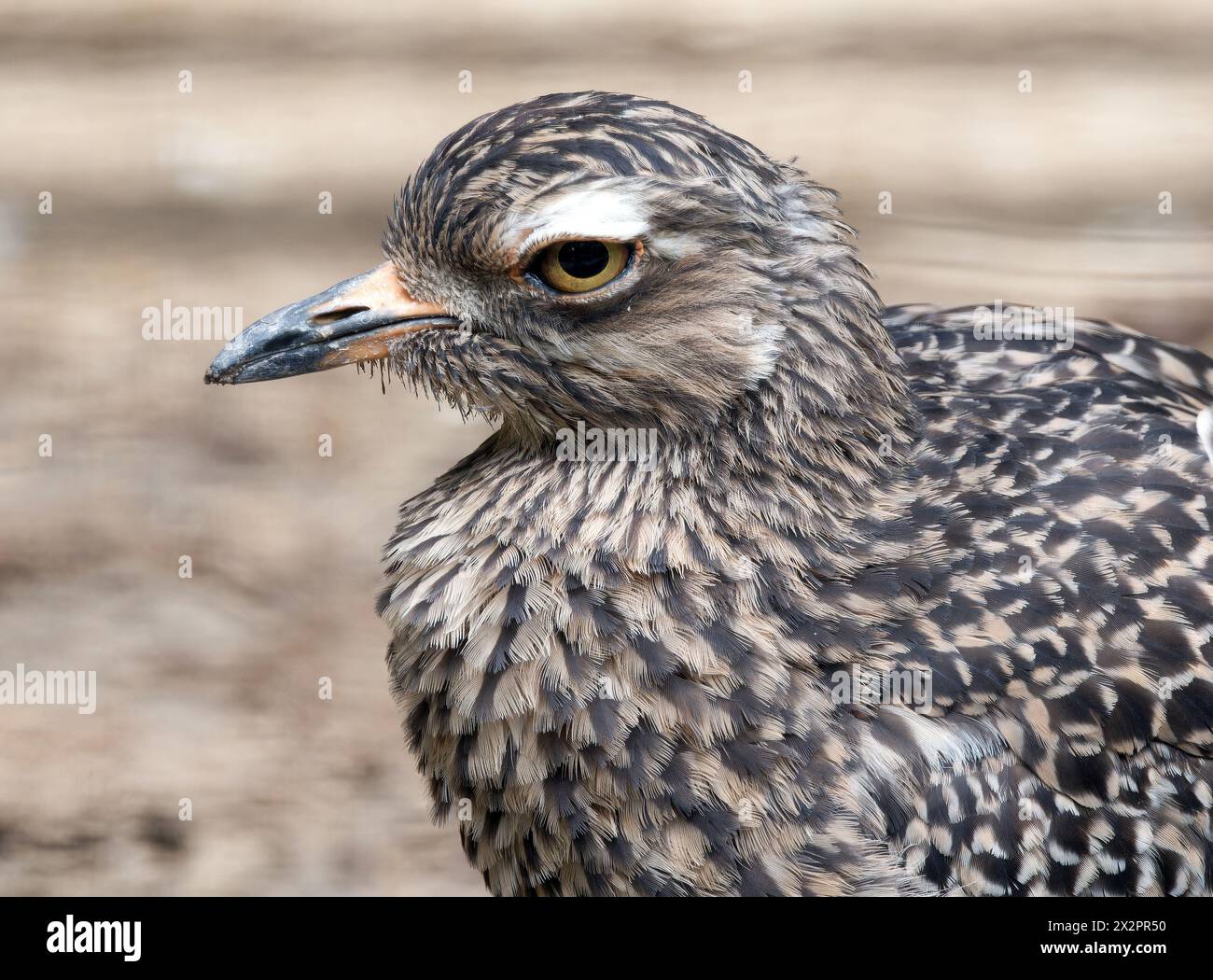 Geflecktes dickes Knie, geflecktes Dikkop, Kap dickes Knie, Kaptriel, Œdicnème Tachard, Burhinus capensis, fokföldi ugartyúk Stockfoto