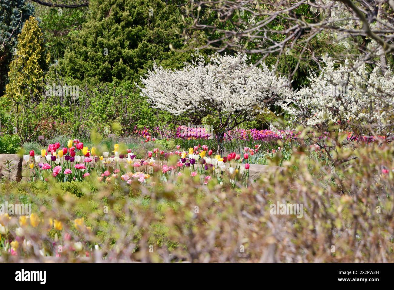 Tulpen im Cleveland Botanical Garden im April 2024 Stockfoto