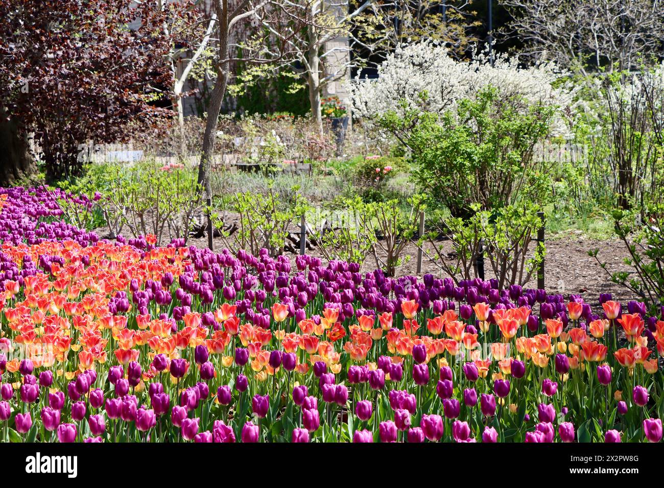 Tulpen im Cleveland Botanical Garden im April 2024 Stockfoto