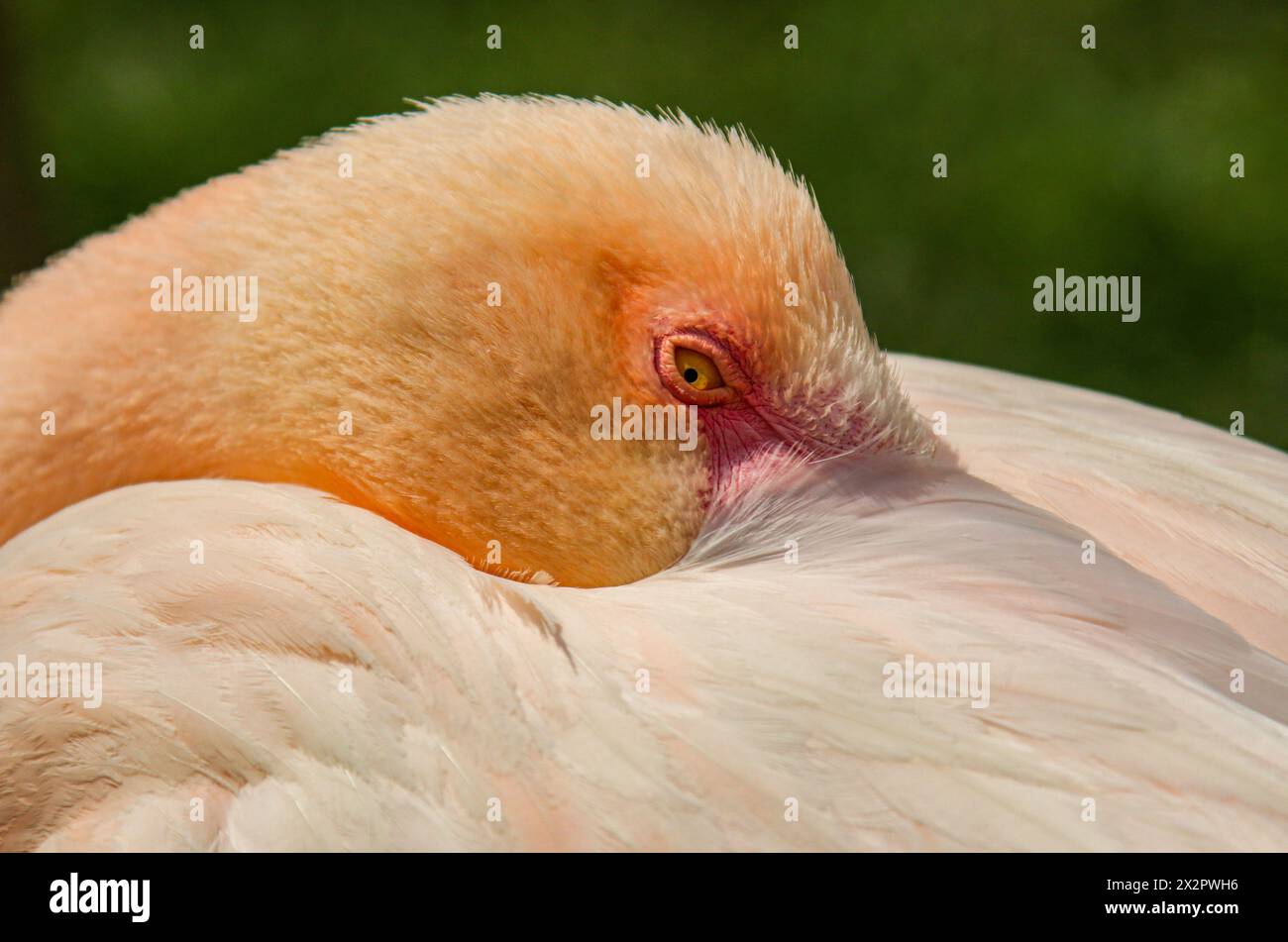 Pinkfarbenes Flamingoporträt, Zoo Dählh!öltzli, Bern, Schweiz Stockfoto