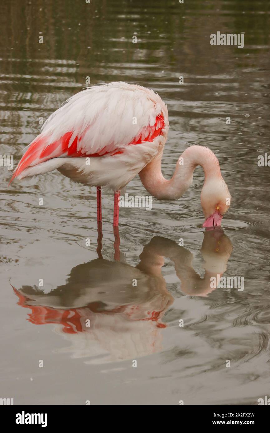 Interaktion zwischen zwei Flamingos in der Gruppe, Camargue Naturschutzgebiet, Rhône-Delta, Südfrankreich Stockfoto