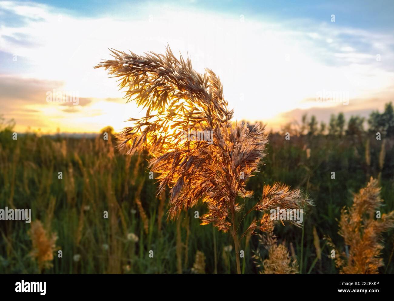 Ein Zweig einer Schilfpflanze in Nahaufnahme vor dem Hintergrund eines Feldes und eine helle Abendsonne bei Sonnenuntergang Stockfoto