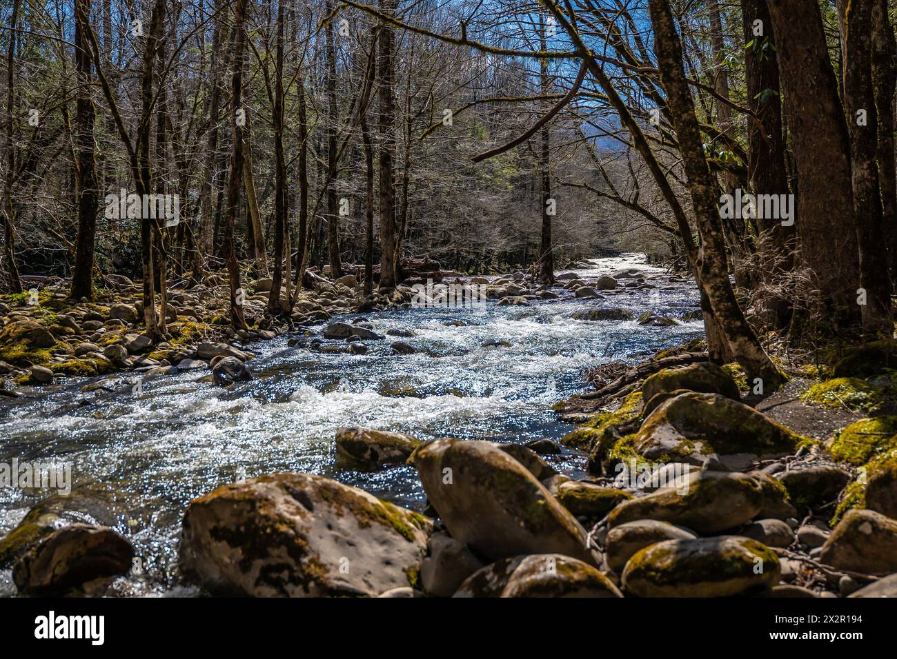 Schöner Gebirgsbach in einem Bergwald an einem sonnigen Frühlingstag, mit Felsbrocken und Bäumen am Ufer des schnell fließenden Wassers des Flusses. Stockfoto