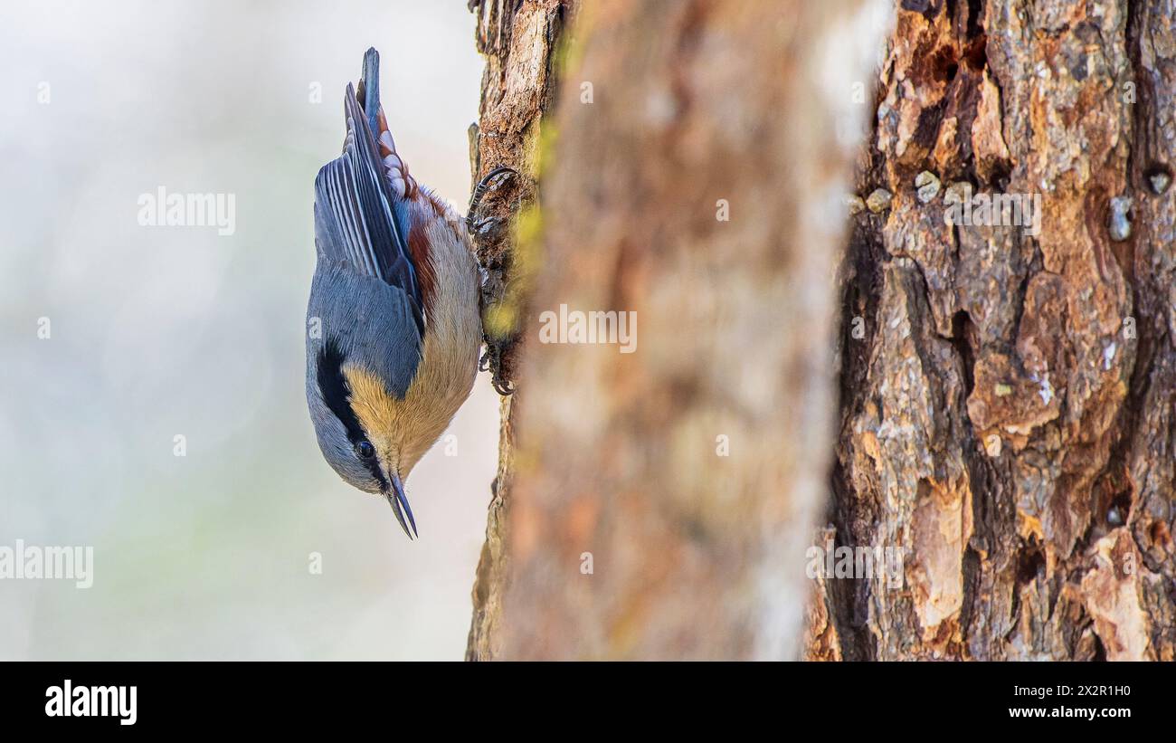 Chinesische Wildkastanie (Sitta nagaensis), die in einem Wald in Sichuan (China) auf der Suche nach einem Baum ist Stockfoto