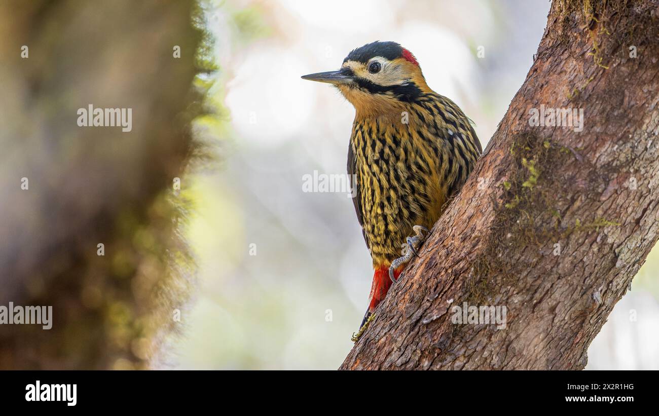 Porträt eines wilden chinesischen Dendrocopos darjellensis, der auf einem Ast in einem Wald in Sichuan, China, posiert Stockfoto