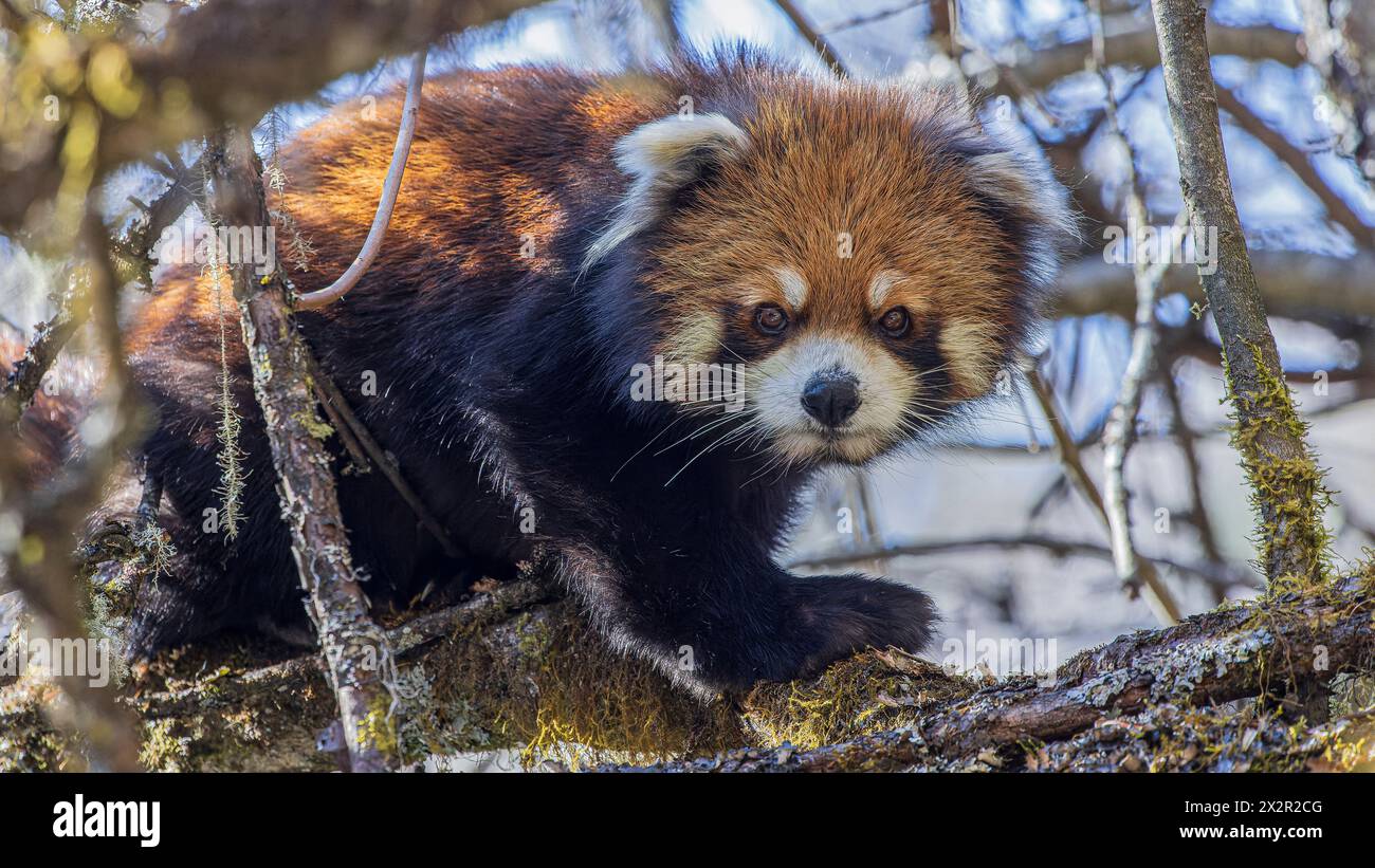 Wilder chinesischer Östlicher Roter Panda (Ailurus fulgens styani), der in einem Wald in Sichuan, China, über einen Ast mit einer Pfote nach vorne geht Stockfoto