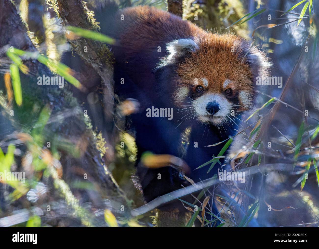 Nahaufnahme eines Wild Chinese Eastern Red Panda (Ailurus fulgens styani), der sich im Bambus in einem Wald in Sichuan, China, posiert Stockfoto