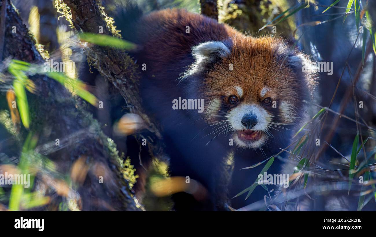 Nahaufnahme eines wilden chinesischen östlichen Roten Pandas (Ailurus fulgens styani), der Bambus in einem Wald in Sichuan, China isst Stockfoto