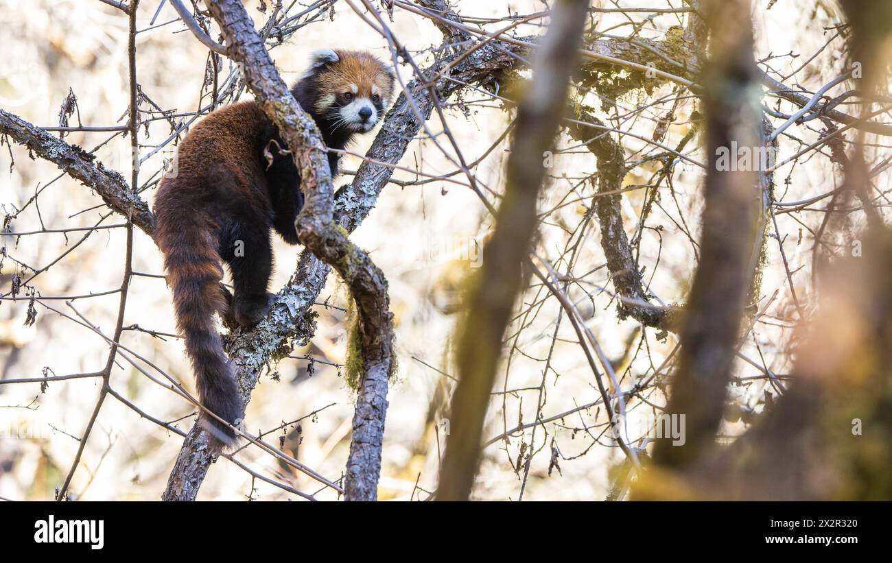 Wilder chinesischer Ostroter Panda (Ailurus fulgens styani), der weit weg auf einem Ast in einem Wald in Sichuan, China, blickt Stockfoto