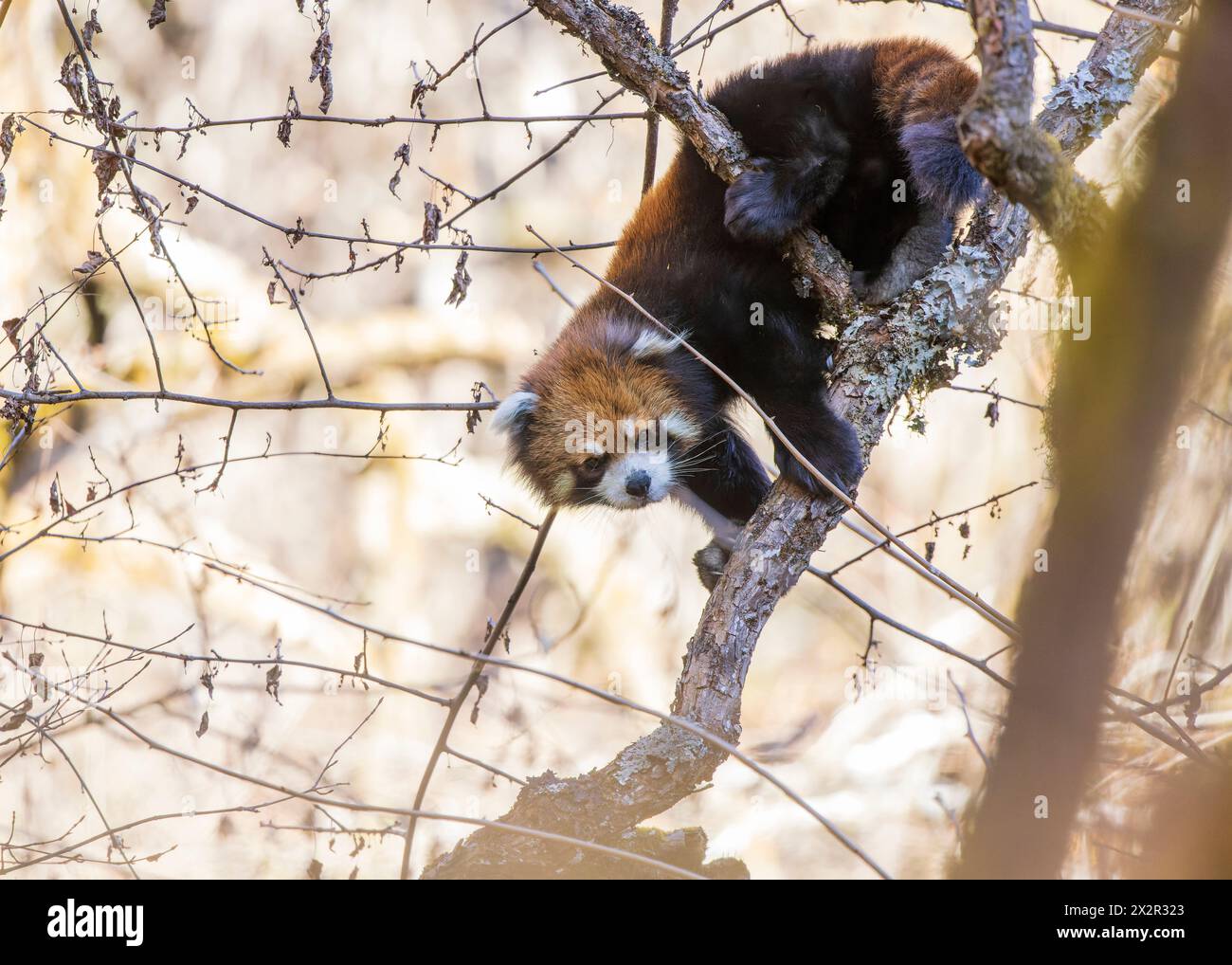 Wilder chinesischer Östlicher Roter Panda (Ailurus fulgens styani), der einen Ast in einem Wald in Sichuan, China, hinunterblickt Stockfoto