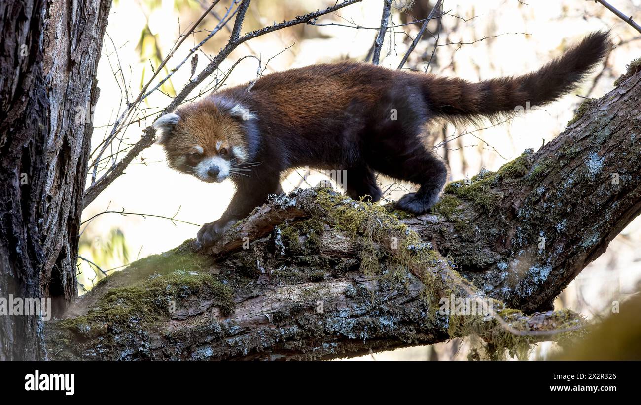 Wilder chinesischer Ostroter Panda (Ailurus fulgens styani), der über einen Ast mit dem Schwanz nach oben in einem Wald in Sichuan, China, läuft Stockfoto