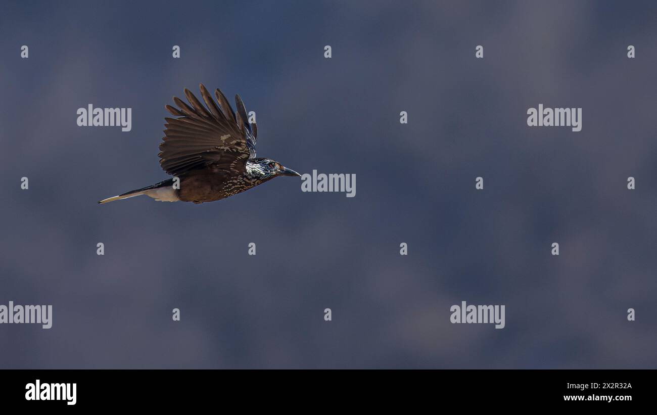 Wilder gefleckter Nussknacker (Nucifraga caryocatactes) im Flug zeigt die Unterseite der Flügel in Sichuan, China Stockfoto