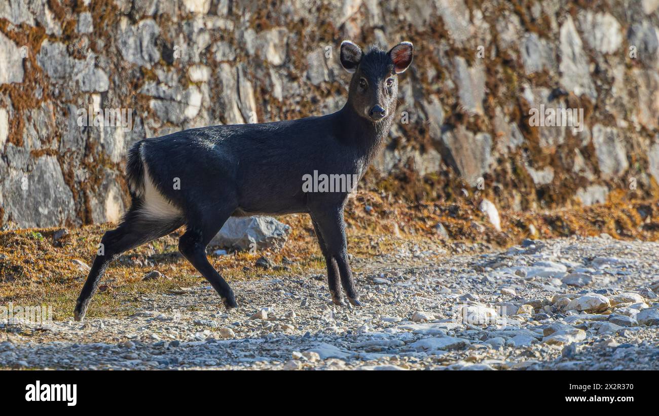 Wilde Tufted Deer (Elaphodus cephalophus) mit Ganzkörperprofil in Sichuan, China Stockfoto