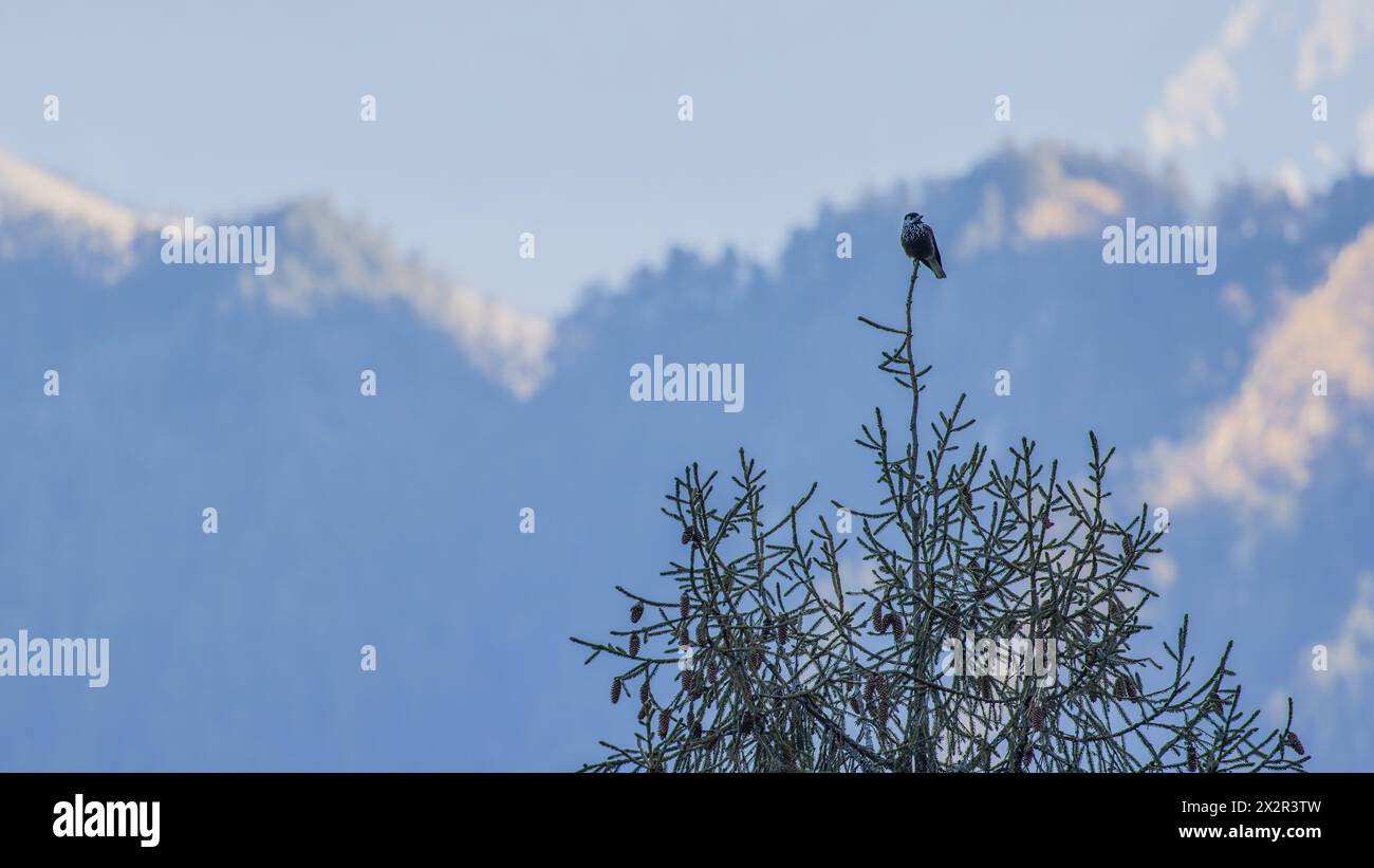 Wilder chinesischer gefleckter Nussknacker (Nucifraga caryocatactes), der auf einem Baum in einem Wald in Sichuan, China, in einer bergigen Landschaft thront Stockfoto