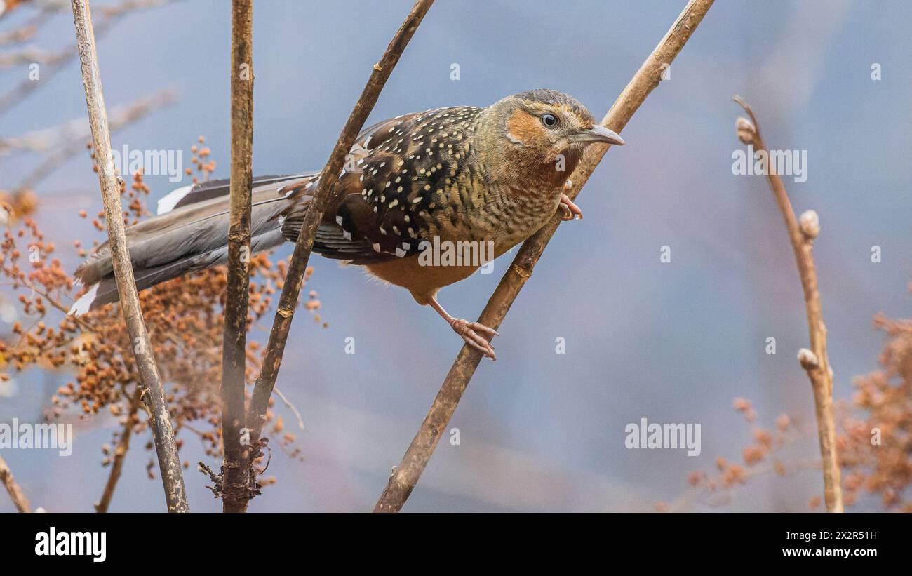 Wilder chinesischer Riesen-Lachthrosch (Ianthocincla maxima), der seinen Rücken und Schwanz auf einem Ast in Sichuan, China, zeigt Stockfoto