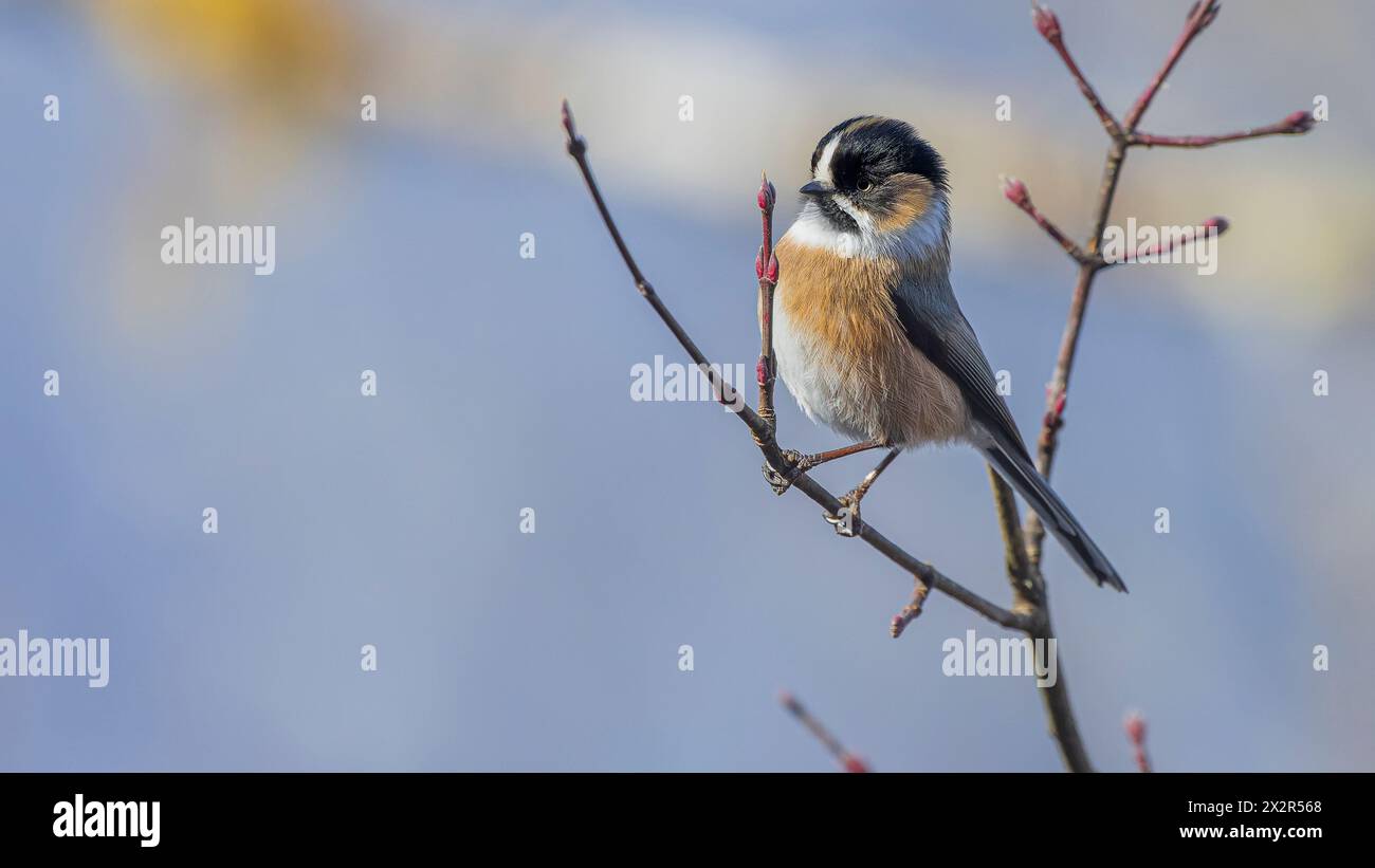 Wilder chinesischer Buschtit (Aegithalos iouschistos), der auf einem Ast in einem Wald in Sichuan, China, thront Stockfoto