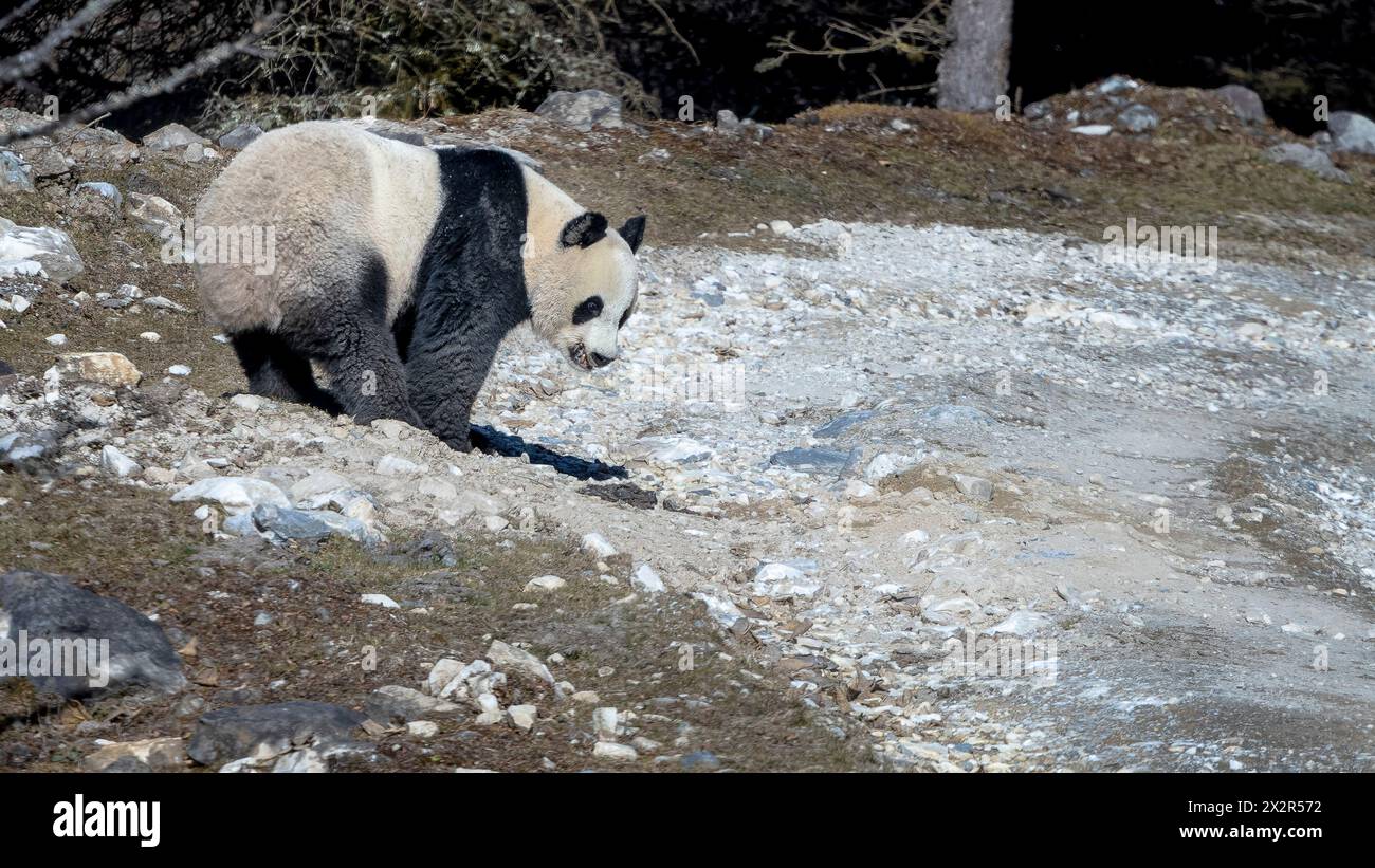 Sehr selten Wildmännlicher chinesischer Riesenpanda (Ailuropoda melanoleuca), der auf einer Straße in Sichuan, China, steht und ein vollständiges Körperprofil zeigt Stockfoto