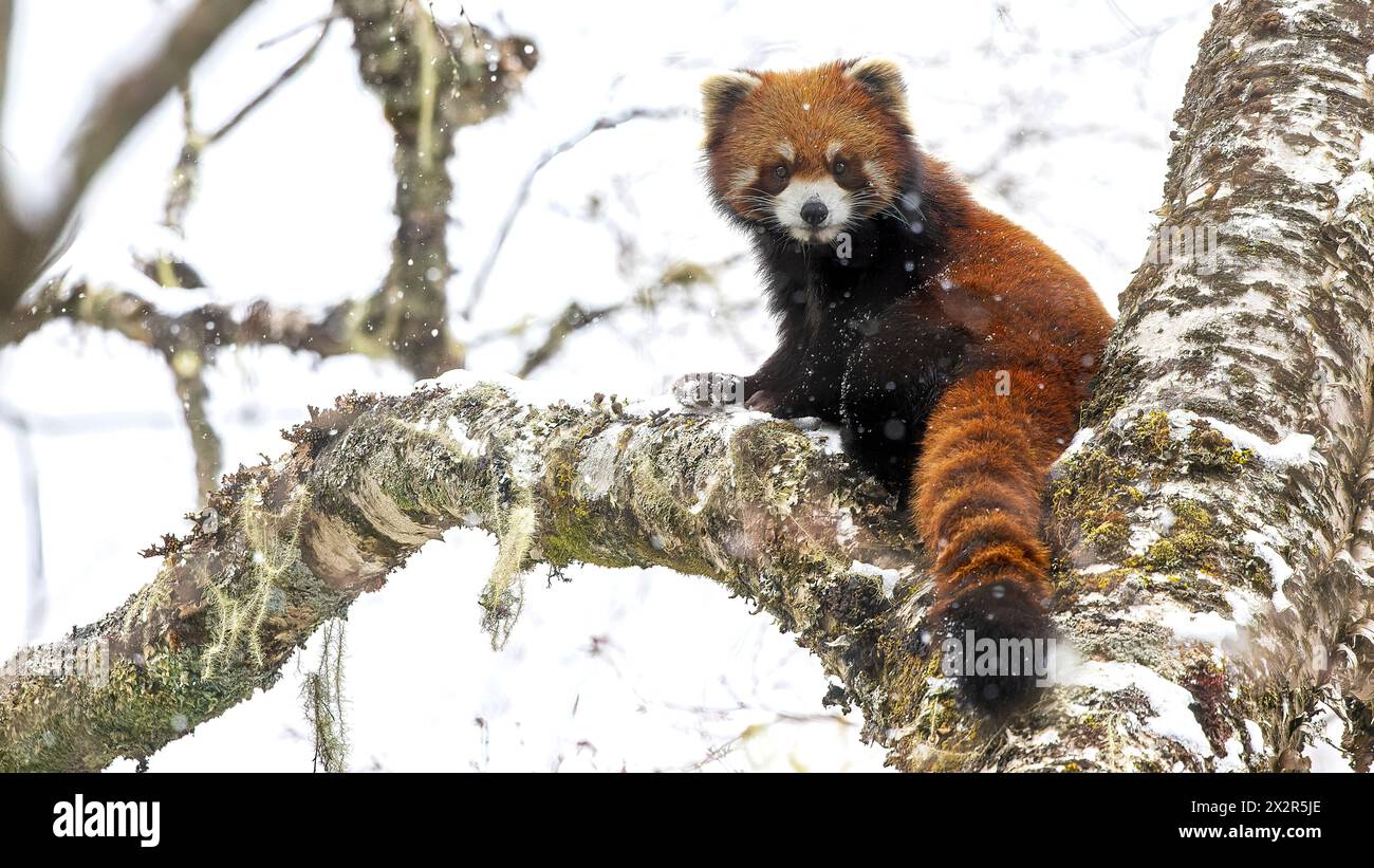 Chinesischer Wilder östlicher Roter Panda (Ailurus fulgens styani), der über seine Schulter auf einen Ast im fallenden Schnee zurückblickt (aufgenommen in Sichuan, China) Stockfoto