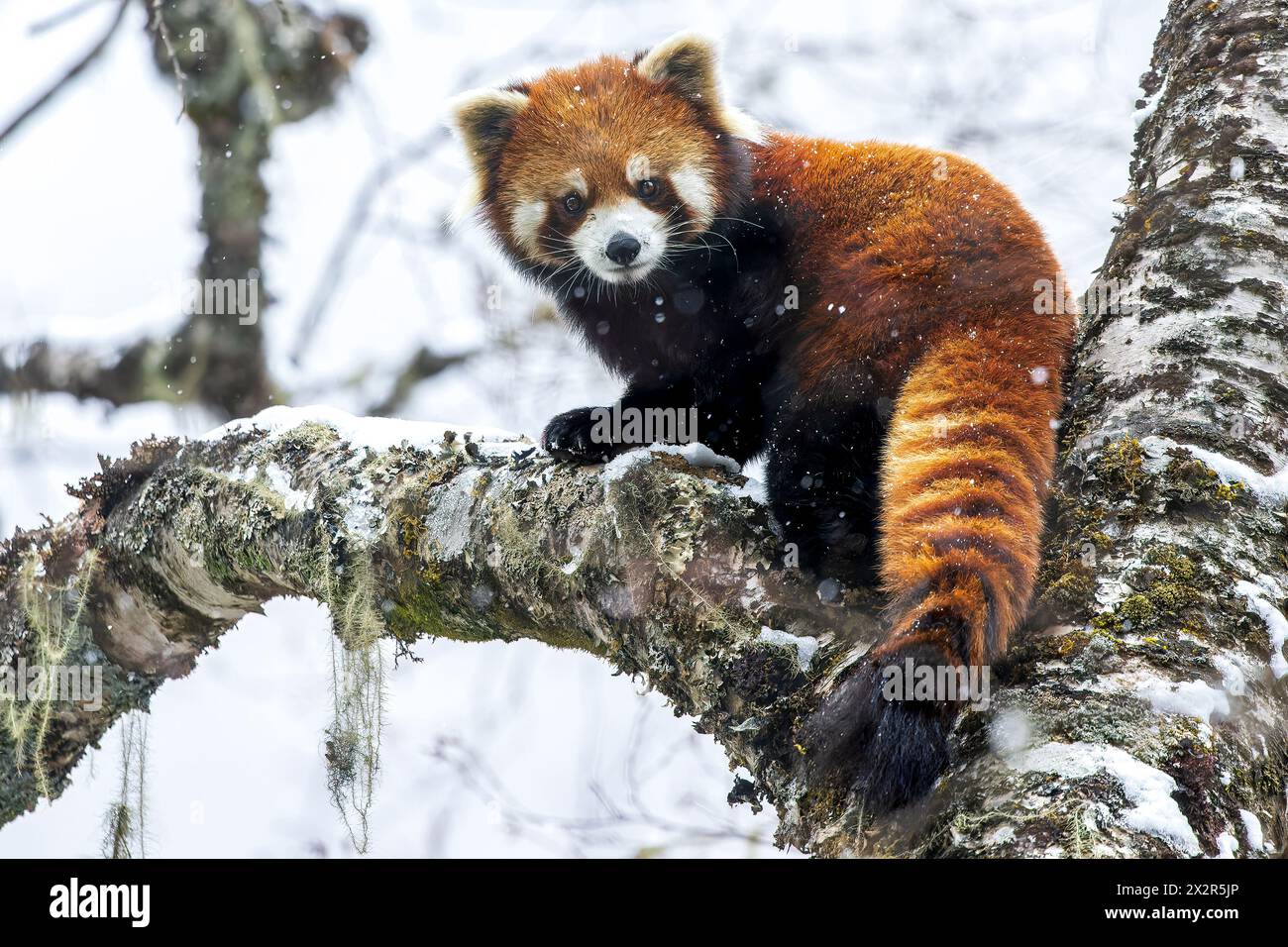 Chinesischer Wilder östlicher Roter Panda (Ailurus fulgens styani), der auf einem schneebedeckten Zweig im fallenden Schnee posiert (aufgenommen in Sichuan, China) Stockfoto