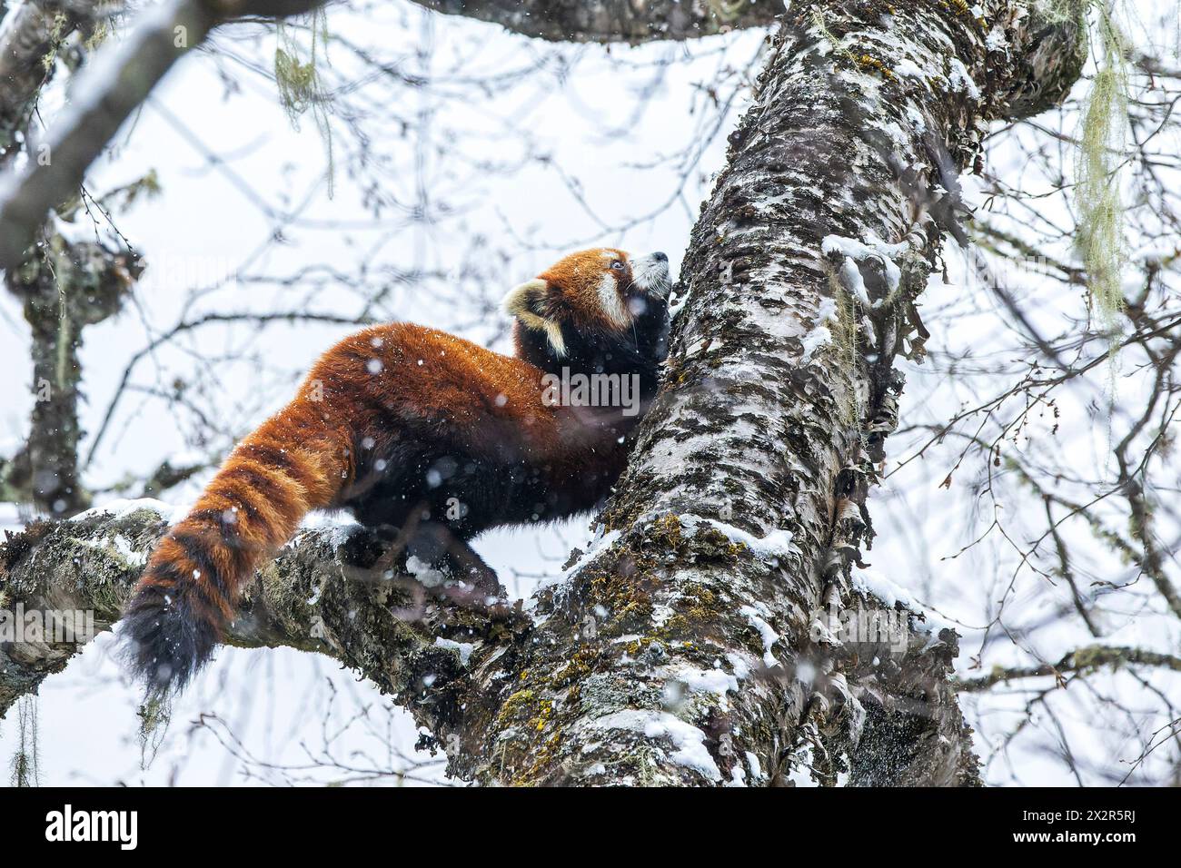 Chinesischer Wilder östlicher Roter Panda (Ailurus fulgens styani) kratzt einen verschneiten Zweig, der seinen Schwanz in fallendem Schnee zeigt (aufgenommen in Sichuan, China) Stockfoto