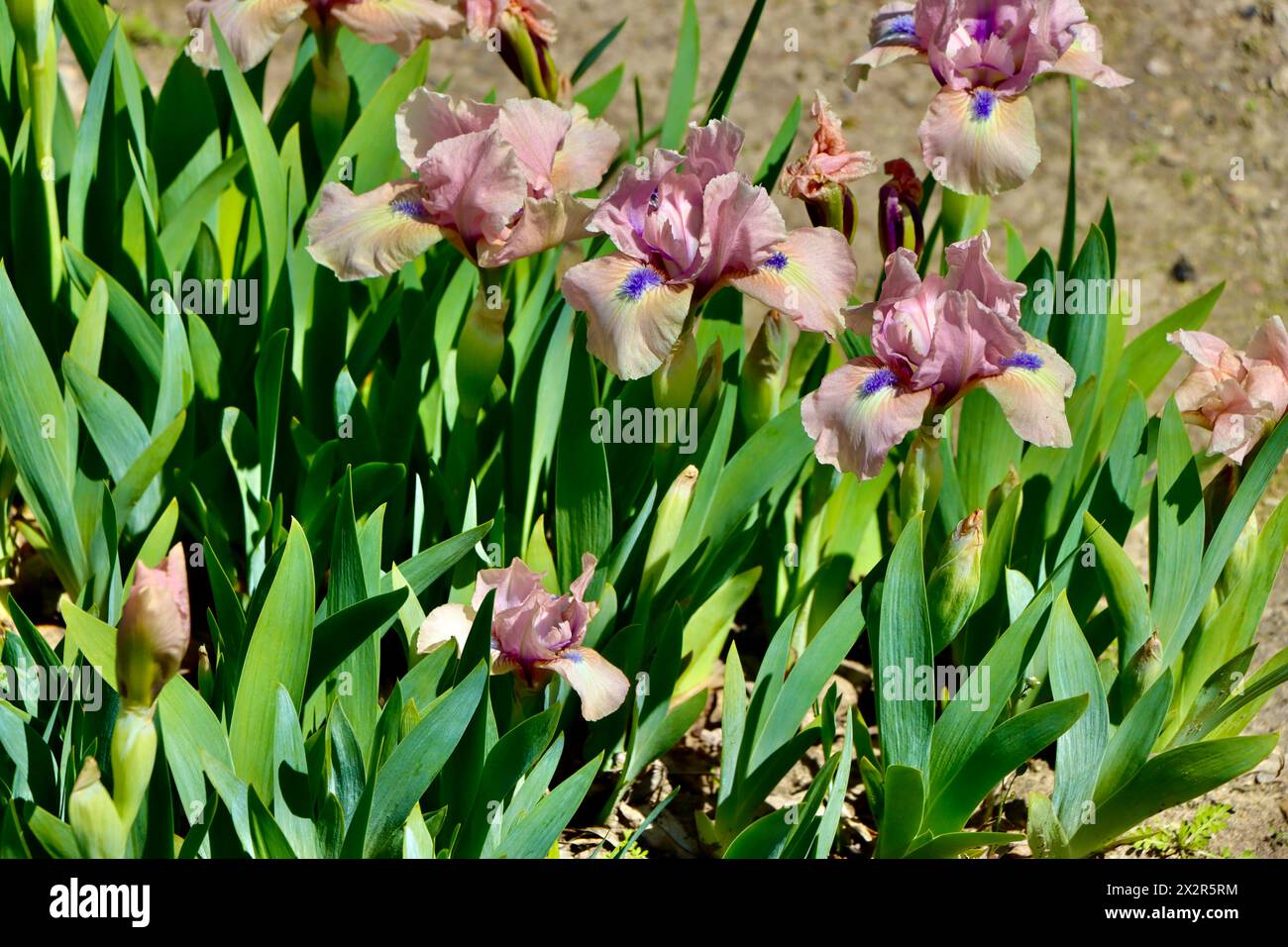 Willott Iris Garden in Cleveland, Ohio Stockfoto