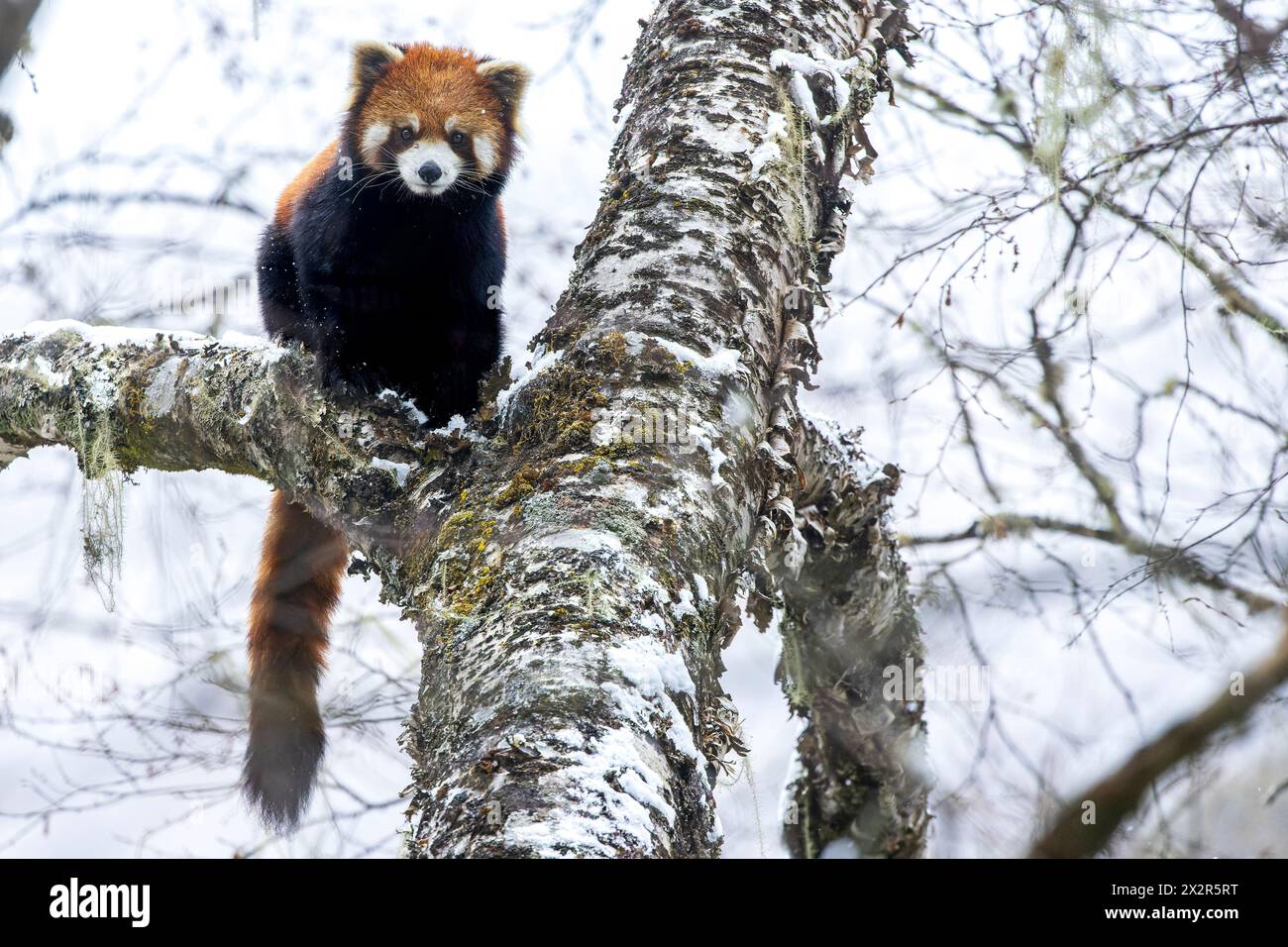 Chinesischer Wilder östlicher Roter Panda (Ailurus fulgens styani), der auf einem schneebedeckten Baum mit herunterhängendem Schwanz thront (aufgenommen in Sichuan, China) Stockfoto