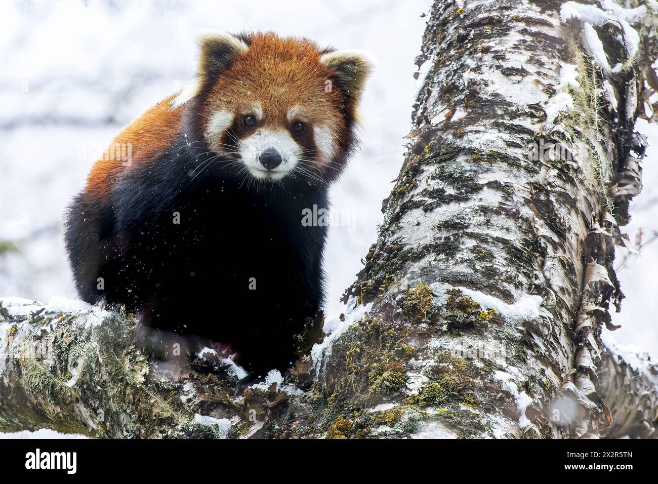 Porträt eines chinesischen wilden östlichen Roten Pandas (Ailurus fulgens styani) in fallendem Schnee (aufgenommen in Sichuan, China) Stockfoto