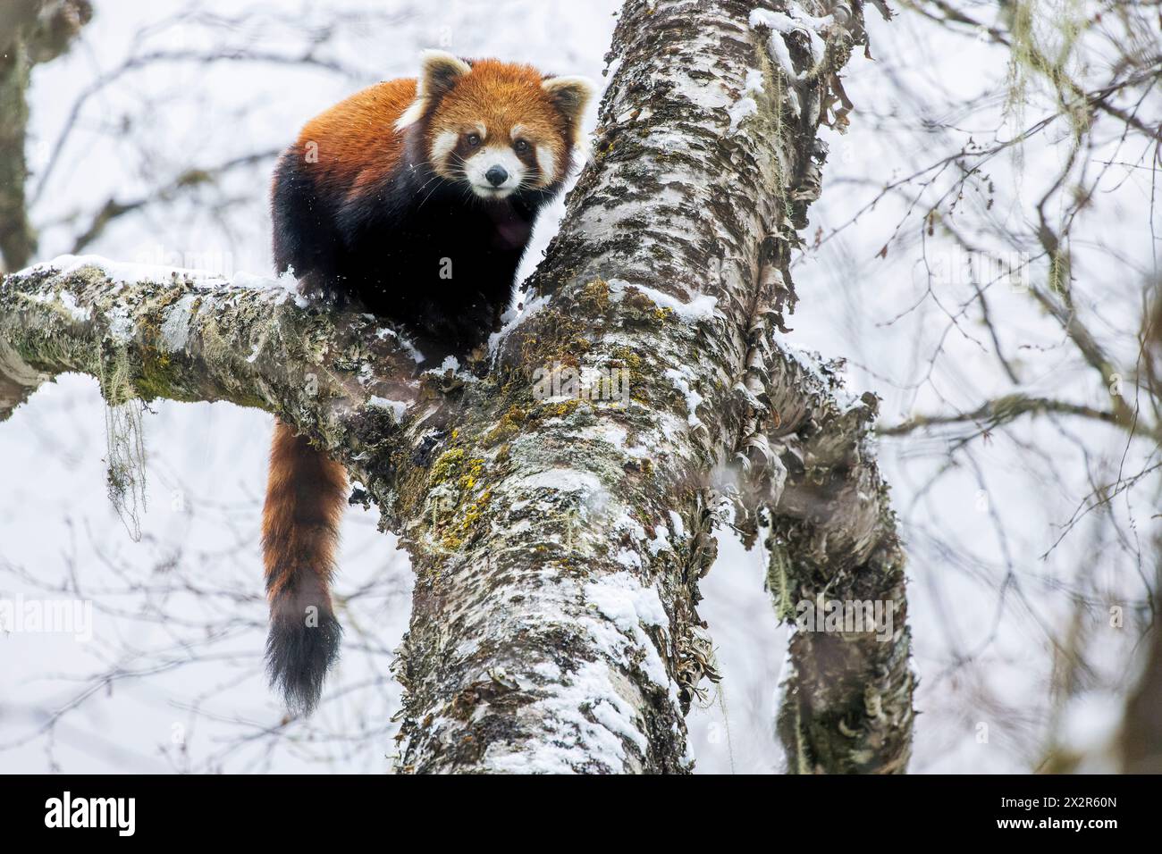 Chinesischer Wilder östlicher Roter Panda (Ailurus fulgens styani), der den Betrachter im fallenden Schnee betrachtet (aufgenommen in Sichuan, China) Stockfoto