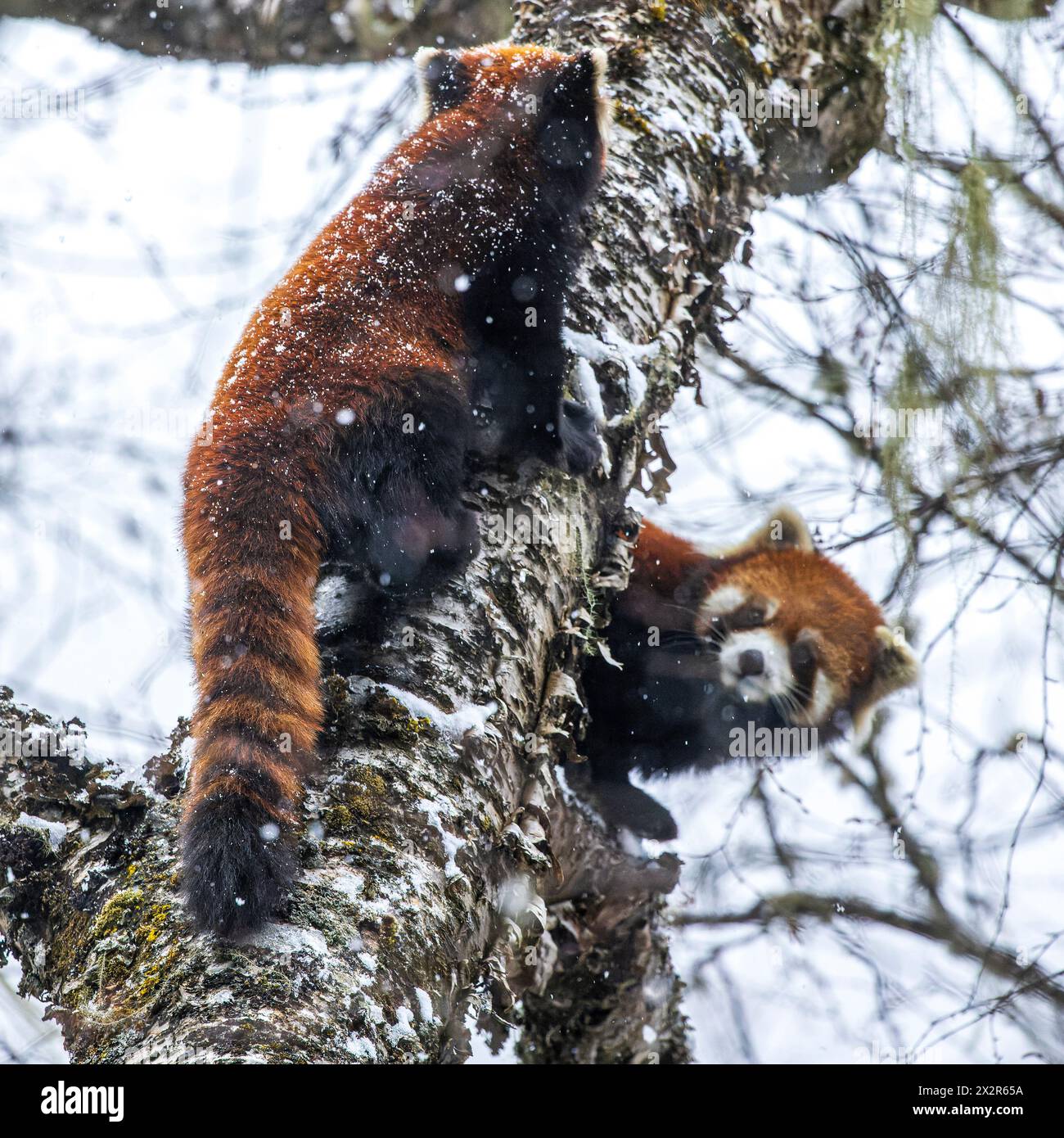 Zwei chinesische wilde östliche Rote Panda (Ailurus fulgens styani), die andere in einem Schneebaum unterrichten, während einer nach oben kriecht (aufgenommen in Sichuan, China) Stockfoto