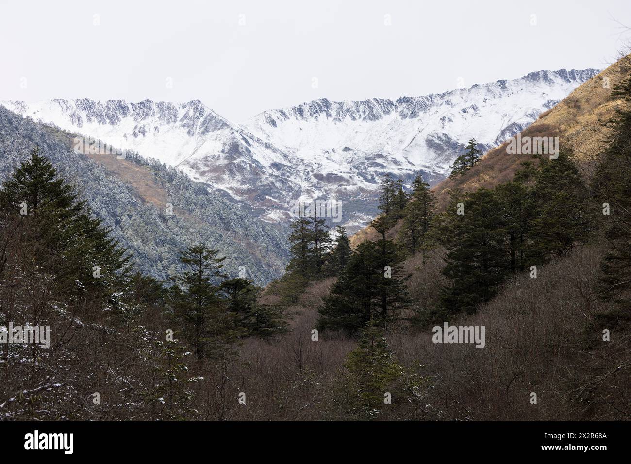 Schneebedeckte Berge mit Weihnachtsbäumen davor in Sichuan, China Stockfoto