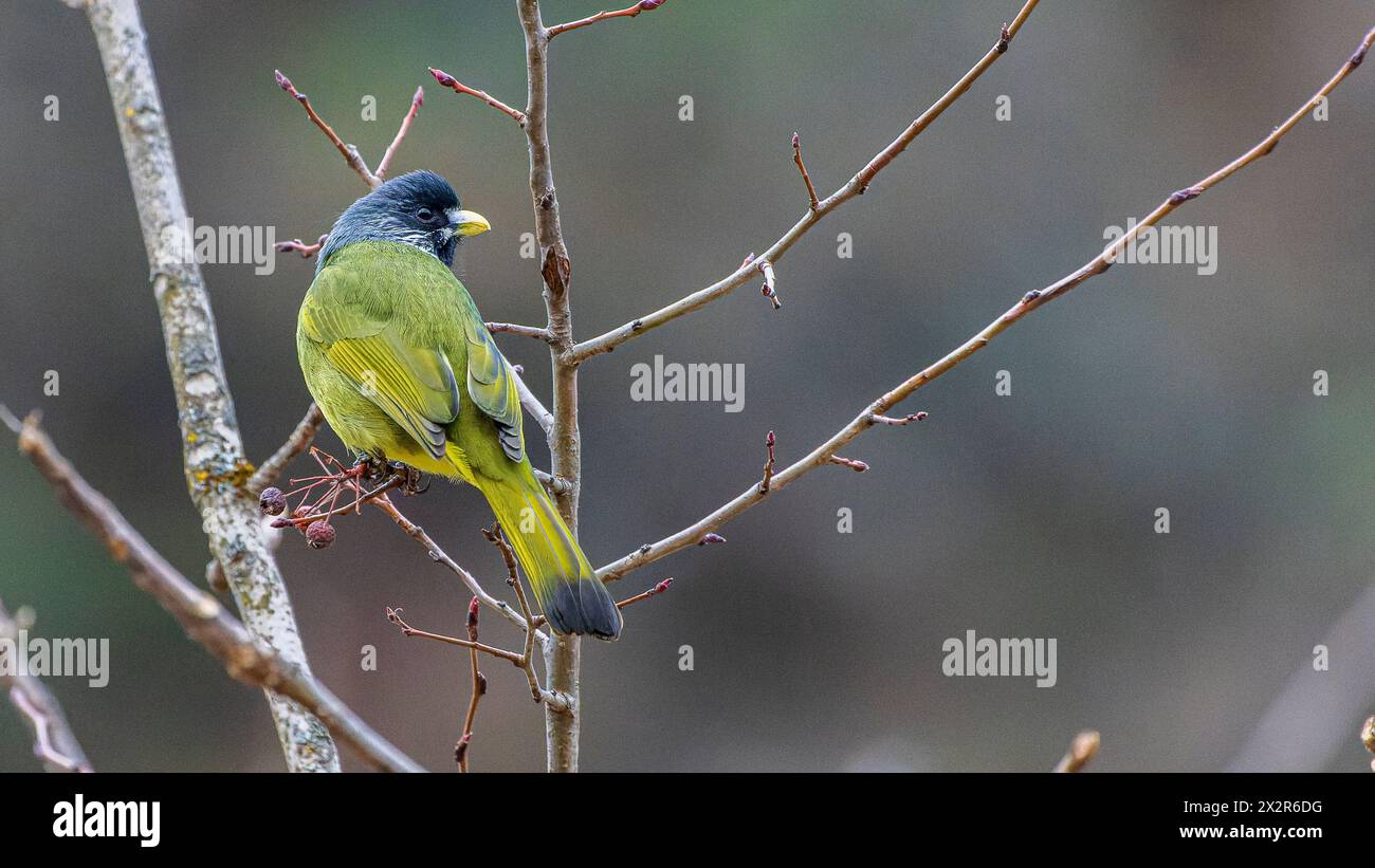 Wild Chinese Collared Finchbill ssp semitorques (Spizixos semitorques semitorques) thront auf einem Baum in der Landschaft von Sichuan, China Stockfoto