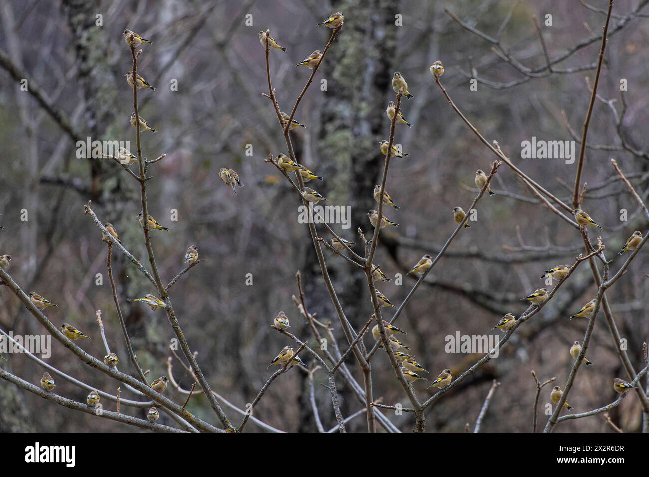 Herde wilder chinesischer schwarzköpfiger Grünfinken ssp ambigua (Chloris ambigua ambigua) auf dem chinesischen Land in Sichuan, China Stockfoto