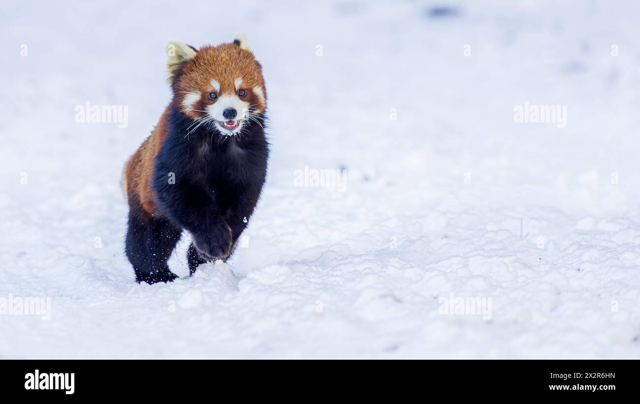 Chinesischer Wilder östlicher Roter Panda (Ailurus fulgens styani), der mit den Ohren zurück durch den Schnee läuft (aufgenommen in Sichuan, China) Stockfoto