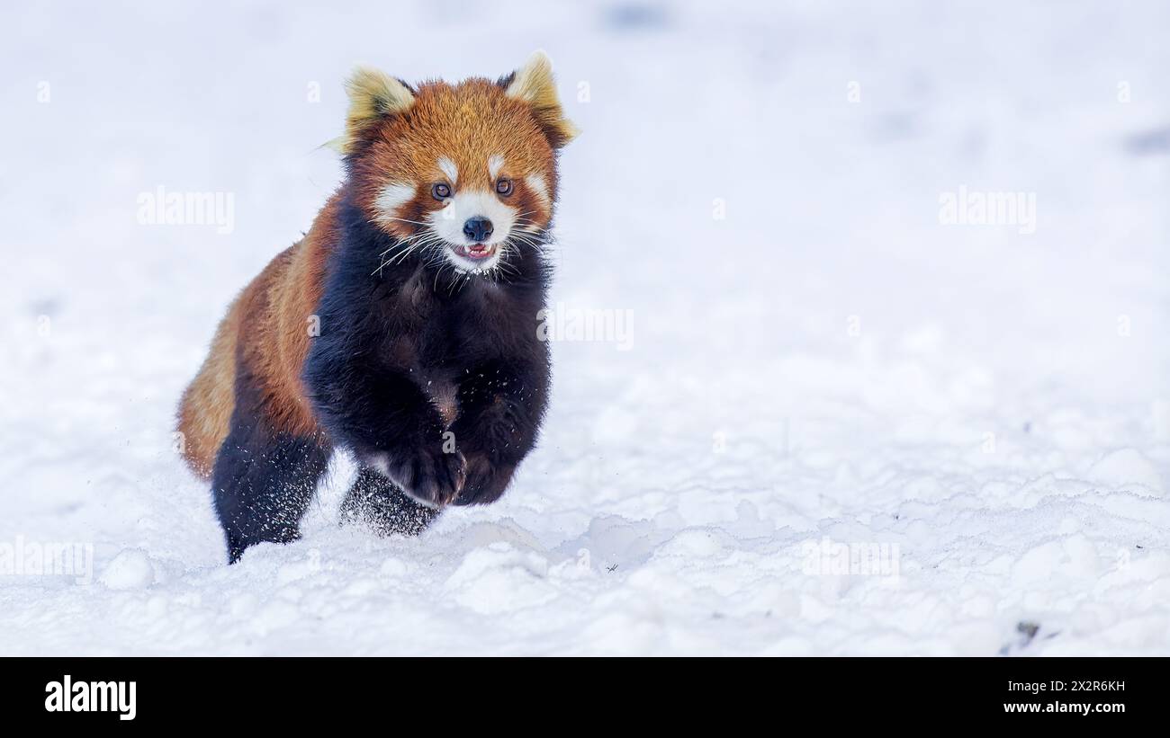 Chinesischer Wilder östlicher Roter Panda (Ailurus fulgens styani), der durch den Schnee läuft (aufgenommen in Sichuan, China) Stockfoto