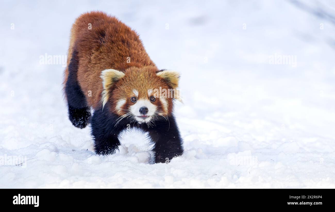 Chinesischer Wilder östlicher Roter Panda (Ailurus fulgens styani) Landung im Schnee (aufgenommen in Sichuan, China) Stockfoto