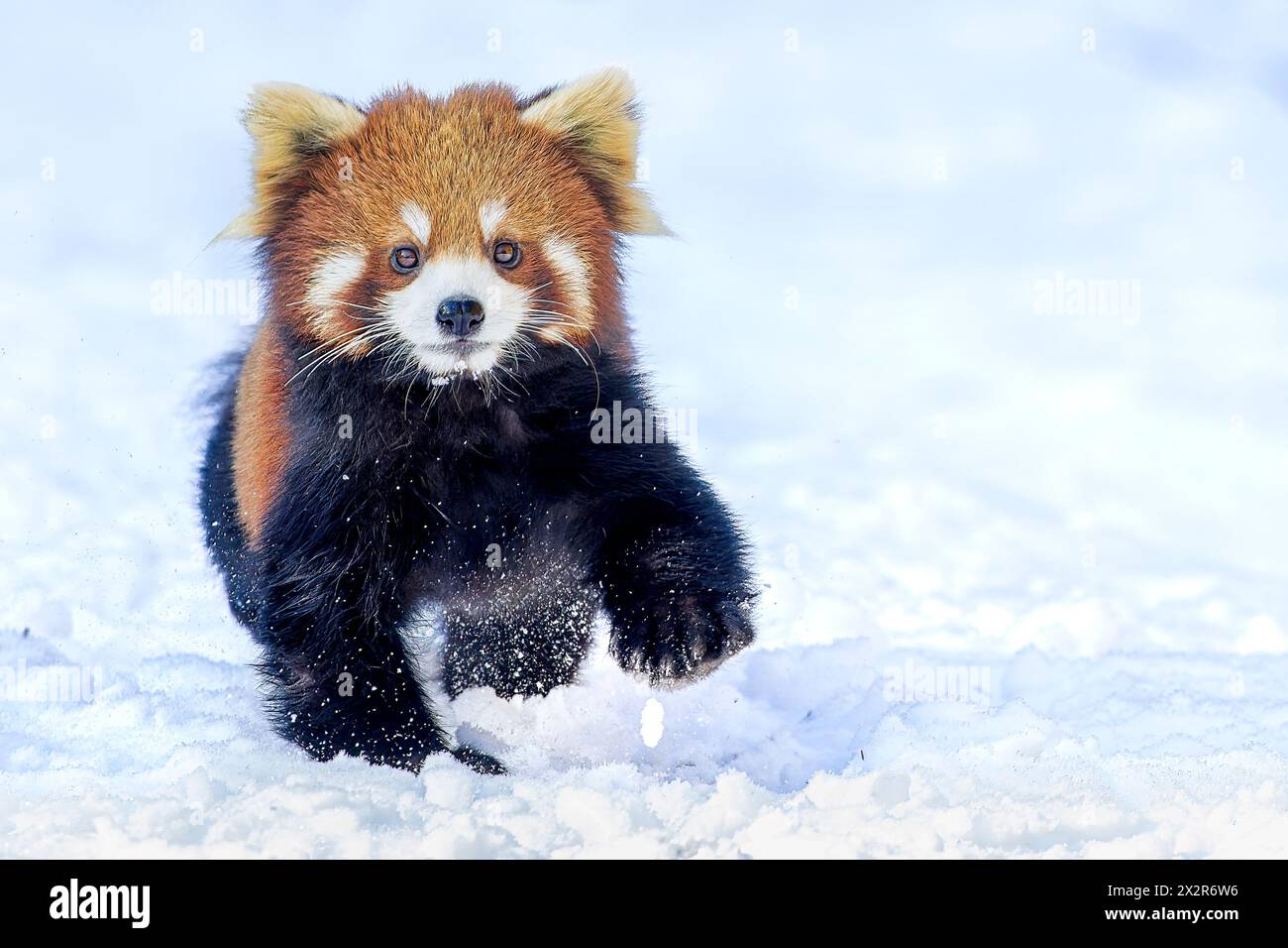 Chinesischer Wilder östlicher Roter Panda (Ailurus fulgens styani), der im Schnee zum Stehen kommt (aufgenommen in Sichuan, China) Stockfoto