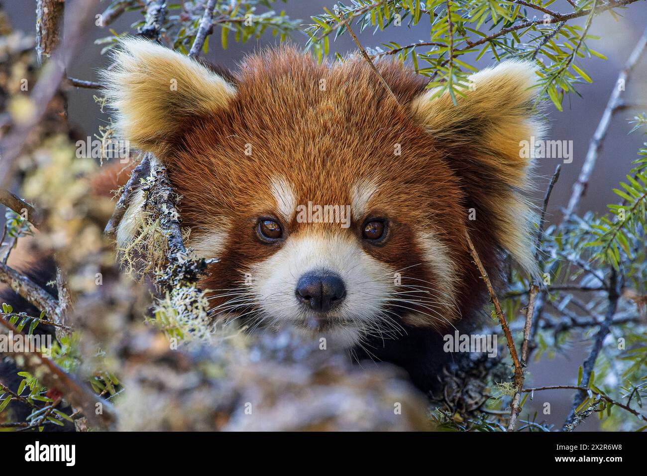 Porträt eines chinesischen wilden östlichen Roten Pandas (Ailurus fulgens styani) in einem Busch (aufgenommen in Sichuan, China) Stockfoto