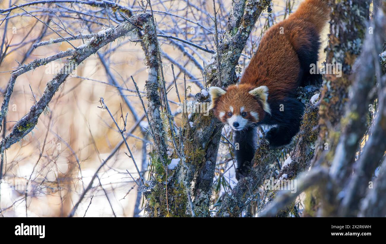 Chinesischer Wilder östlicher Roter Panda (Ailurus fulgens styani), der in einem verschneiten Wald einen Baum hinunterkriecht (aufgenommen in Sichuan, China) Stockfoto