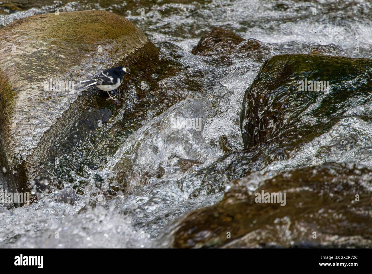 Wilde chinesische Gabelschwanzjagd (Enicurus scouleri) in einem schnellfließenden Fluss in Sichuan, China Stockfoto