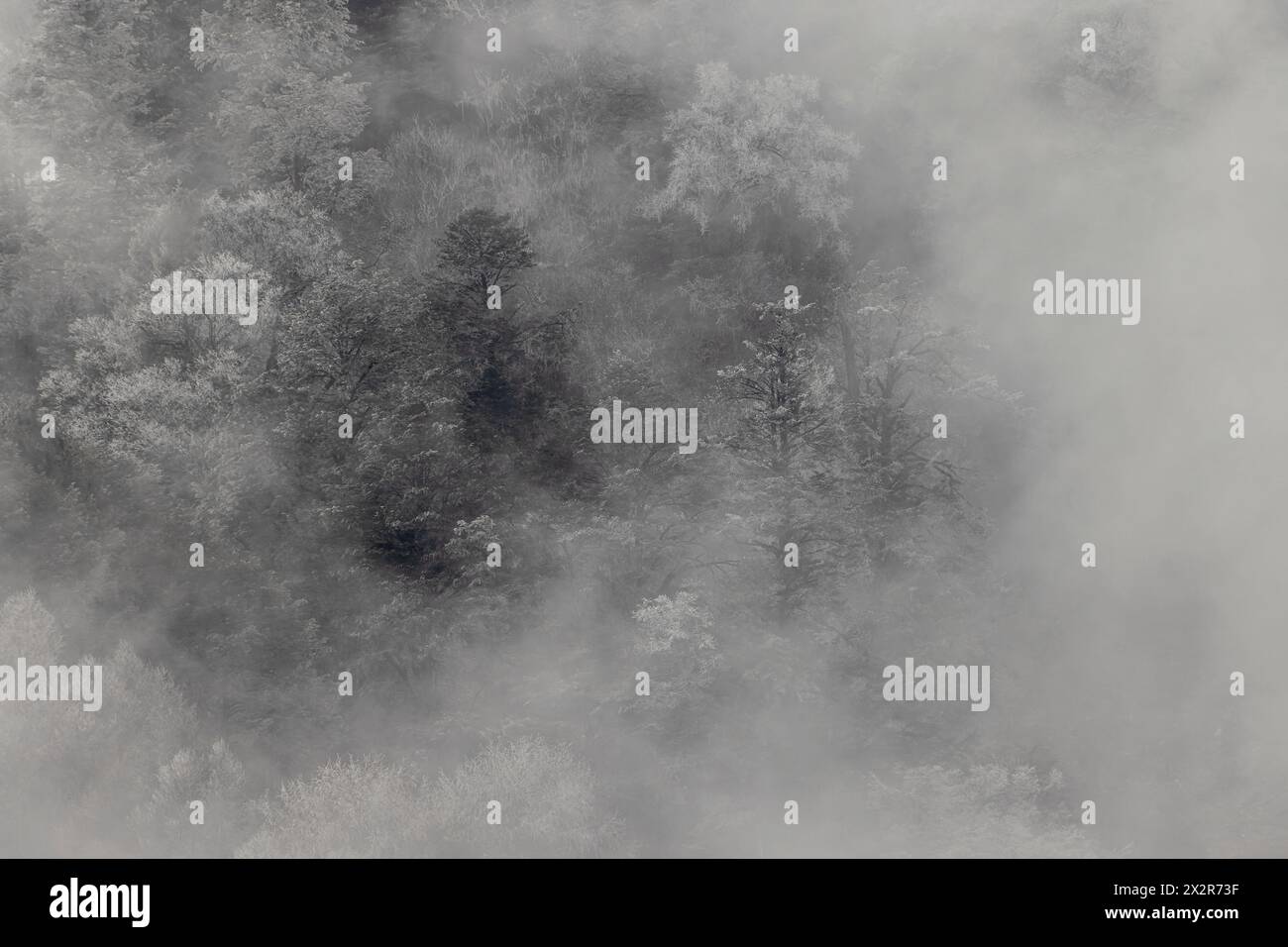 Künstlerische Sicht auf die im Nebel verdeckten Bäume in Sichuan, China Stockfoto