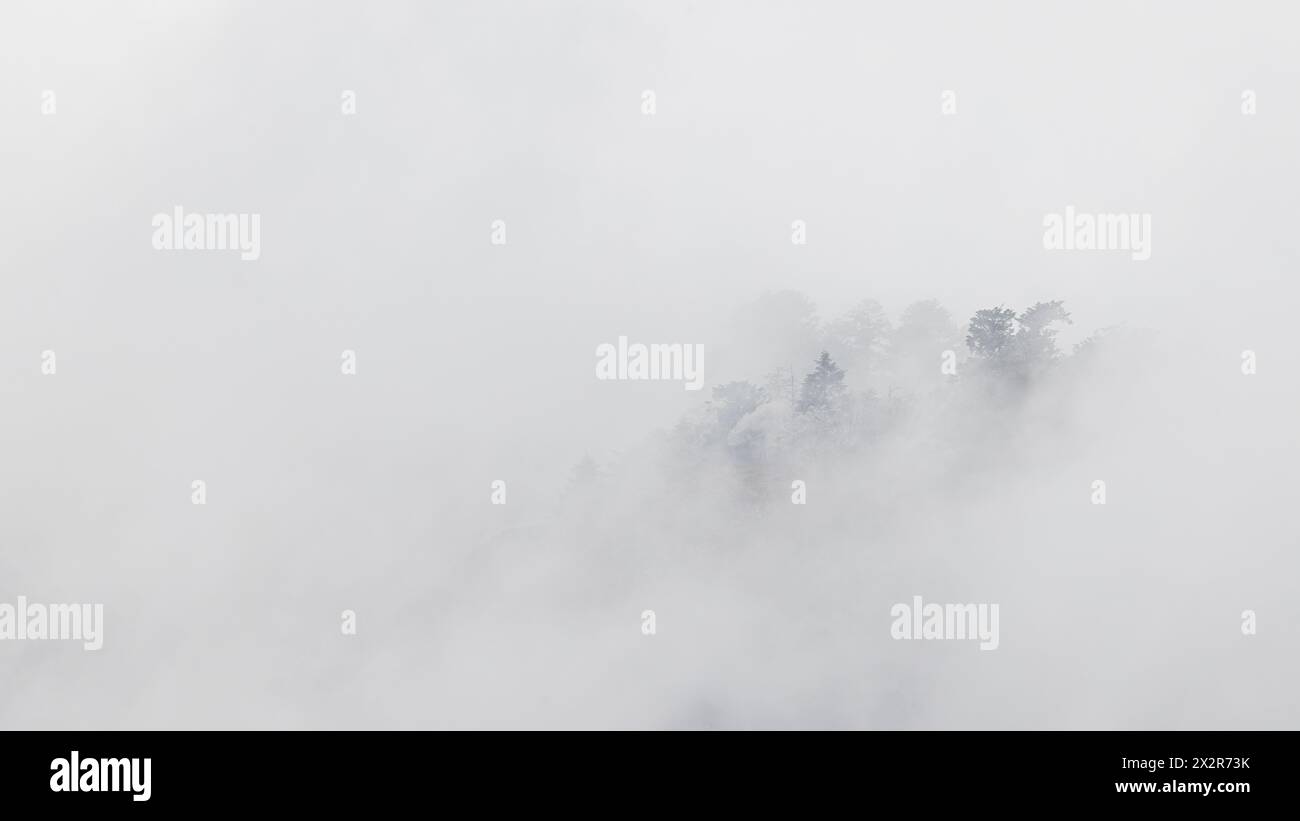 Einsame Bäume im Nebel in Sichuan, China Stockfoto