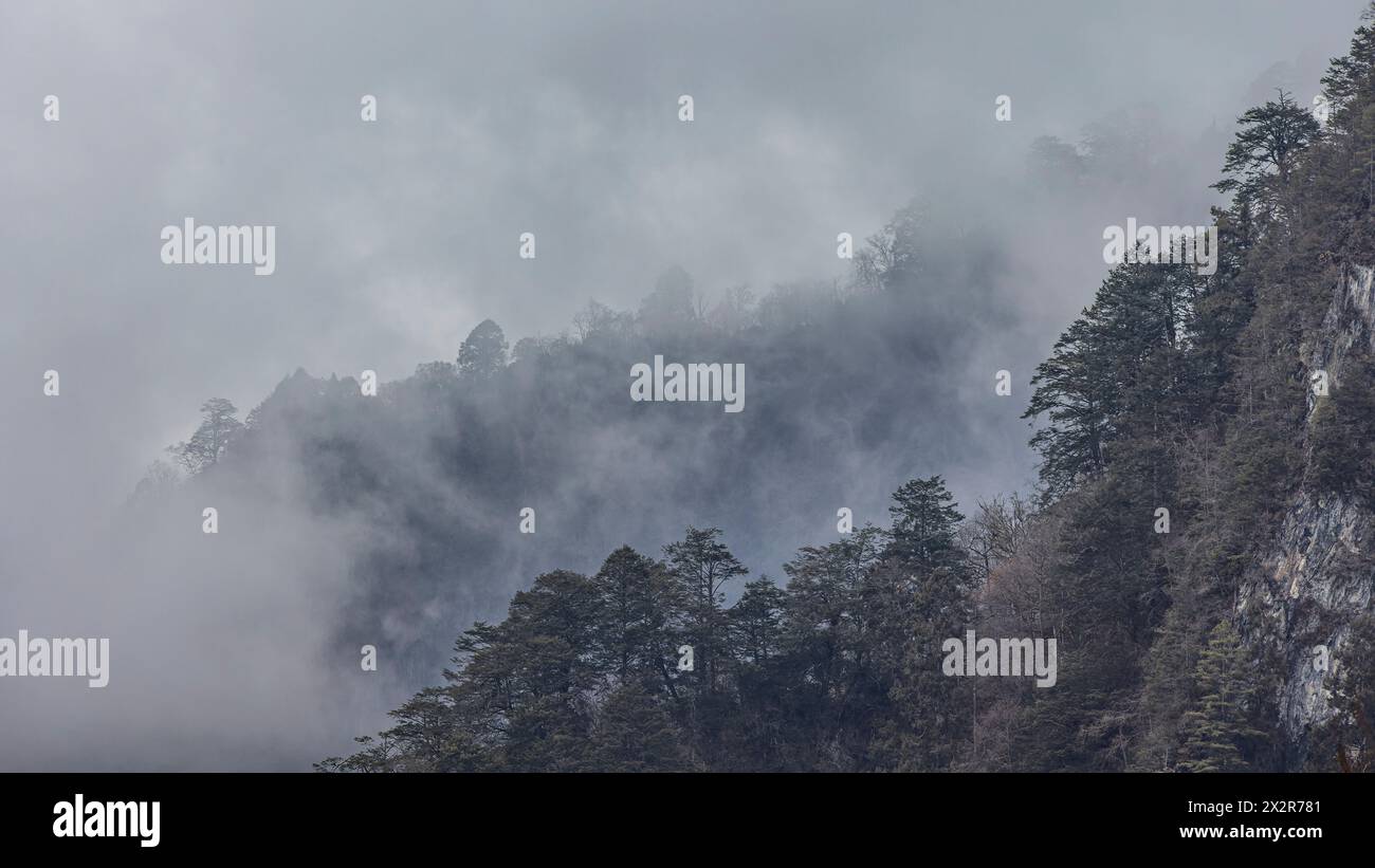 Baumschichten im Nebel in Sichuan China Stockfoto
