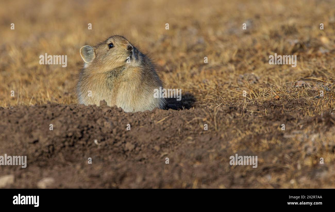 Porträt eines wilden chinesischen Plateaus Pika (Ochotona curzoniae) auf dem tibetischen Plateau in Sichuan, China Stockfoto