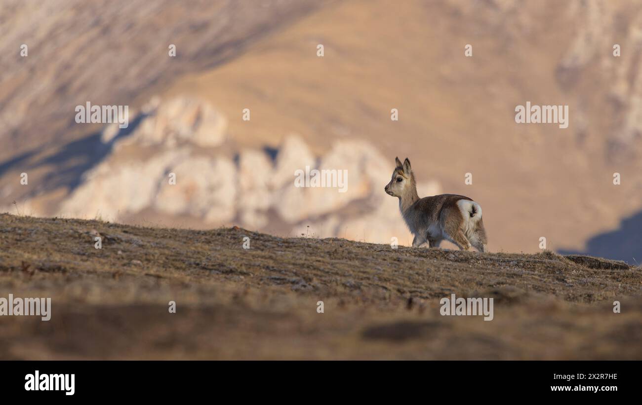 Wilde chinesische Tibetische Gazelle (Procapra picticaudata) auf dem tibetischen Plateau in Sichuan, China zeigt von hinten Stockfoto