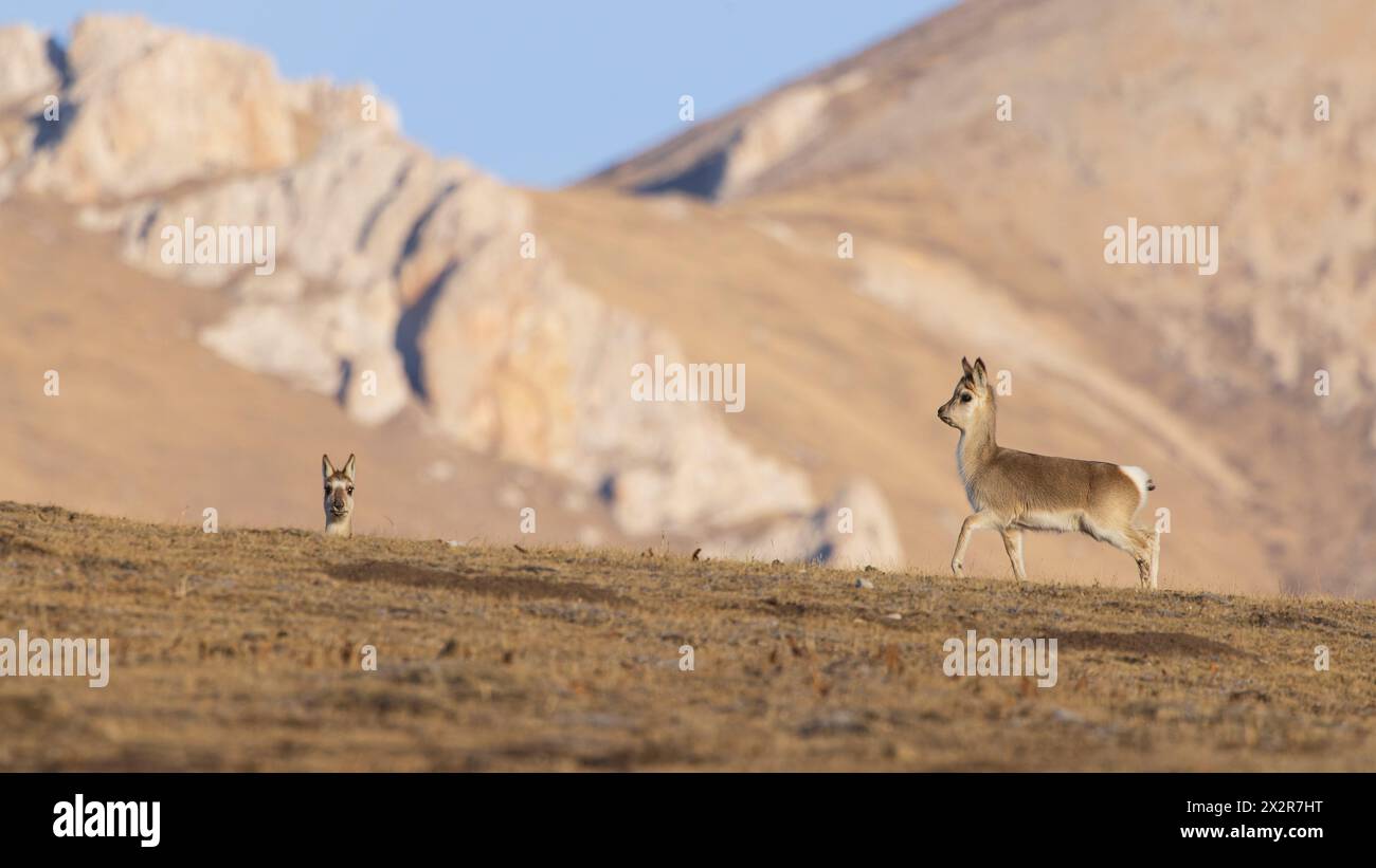 Zwei wilde chinesische tibetische Gazellen (Procapra picticaudata) auf dem tibetischen Plateau in Sichuan, China Stockfoto