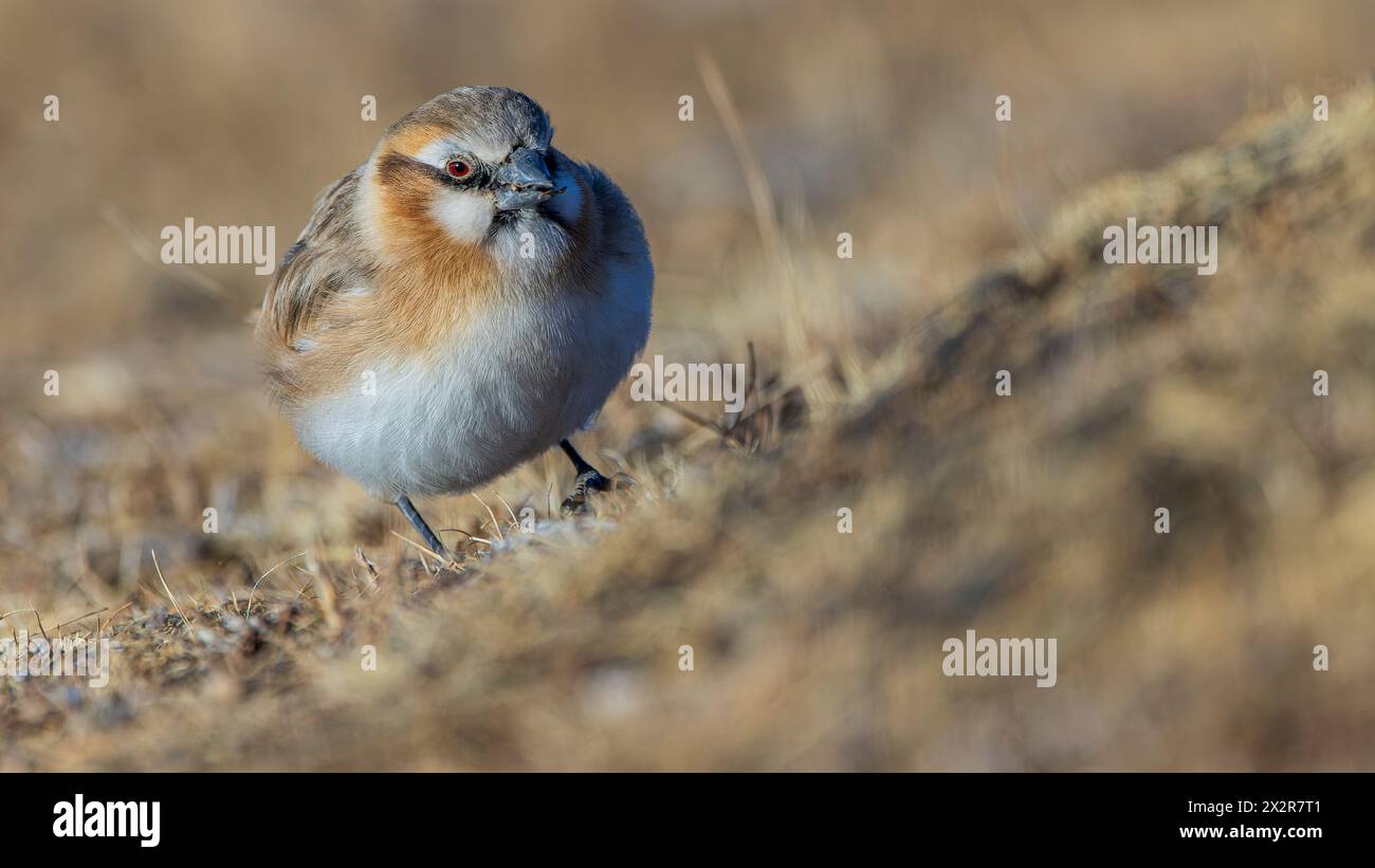 Porträt einer wilden chinesischen Schneeschinke ssp isabellina (Pyrgilauda ruficollis isabellina) auf dem tibetischen Plateau in Sichuan, China Stockfoto